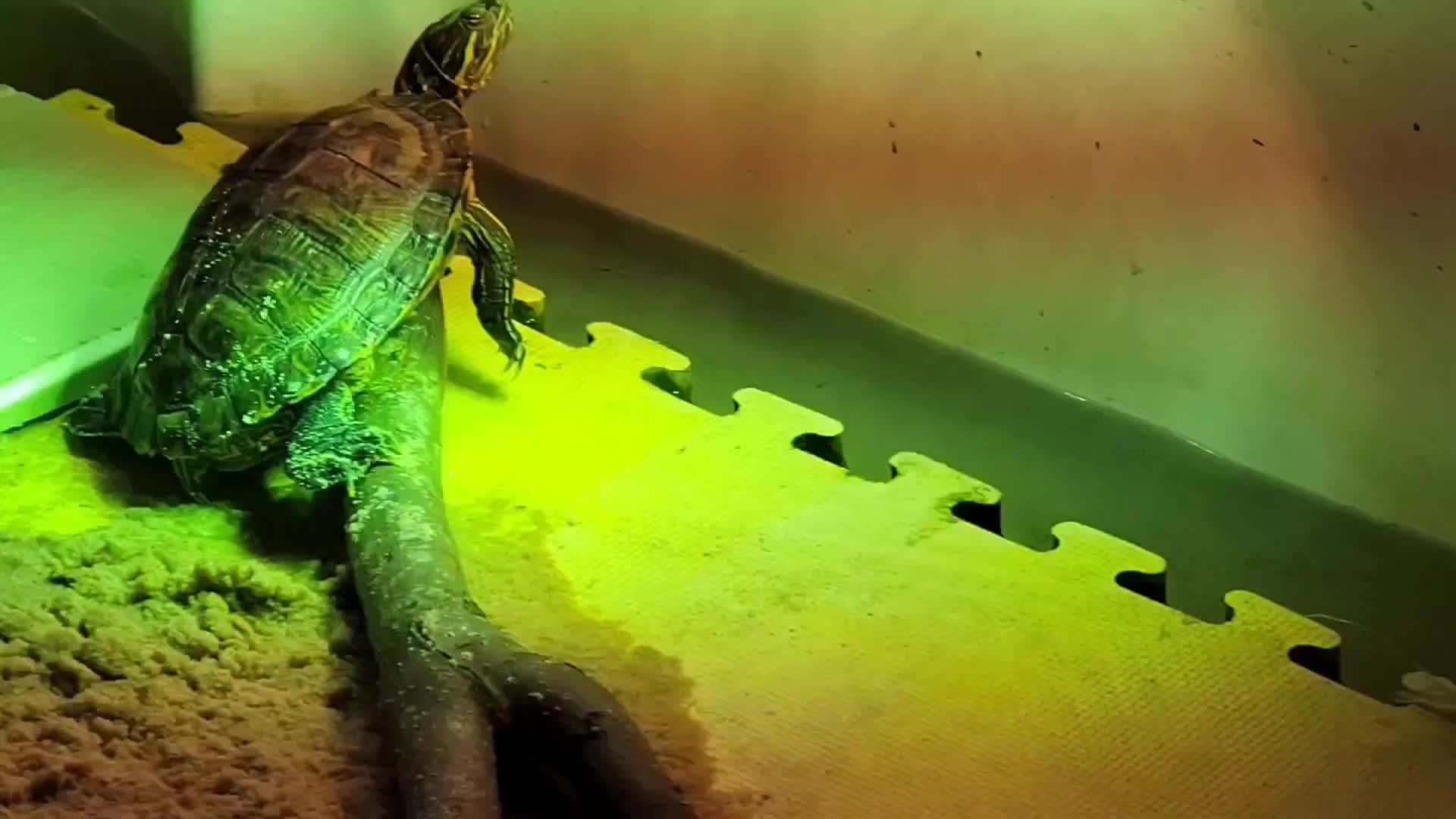 Party Turtle 