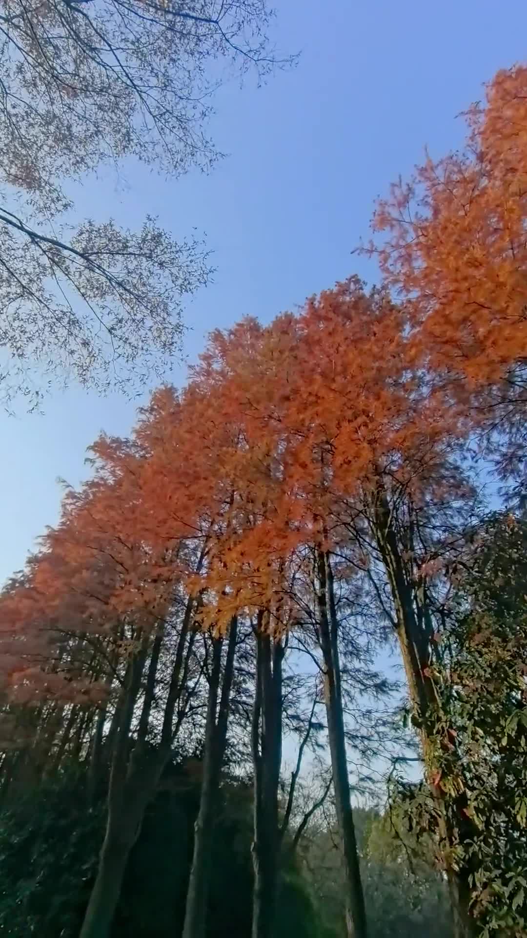 登新公寓的后花园