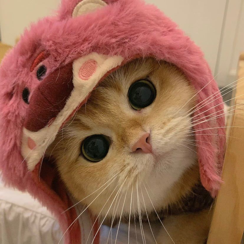 租房