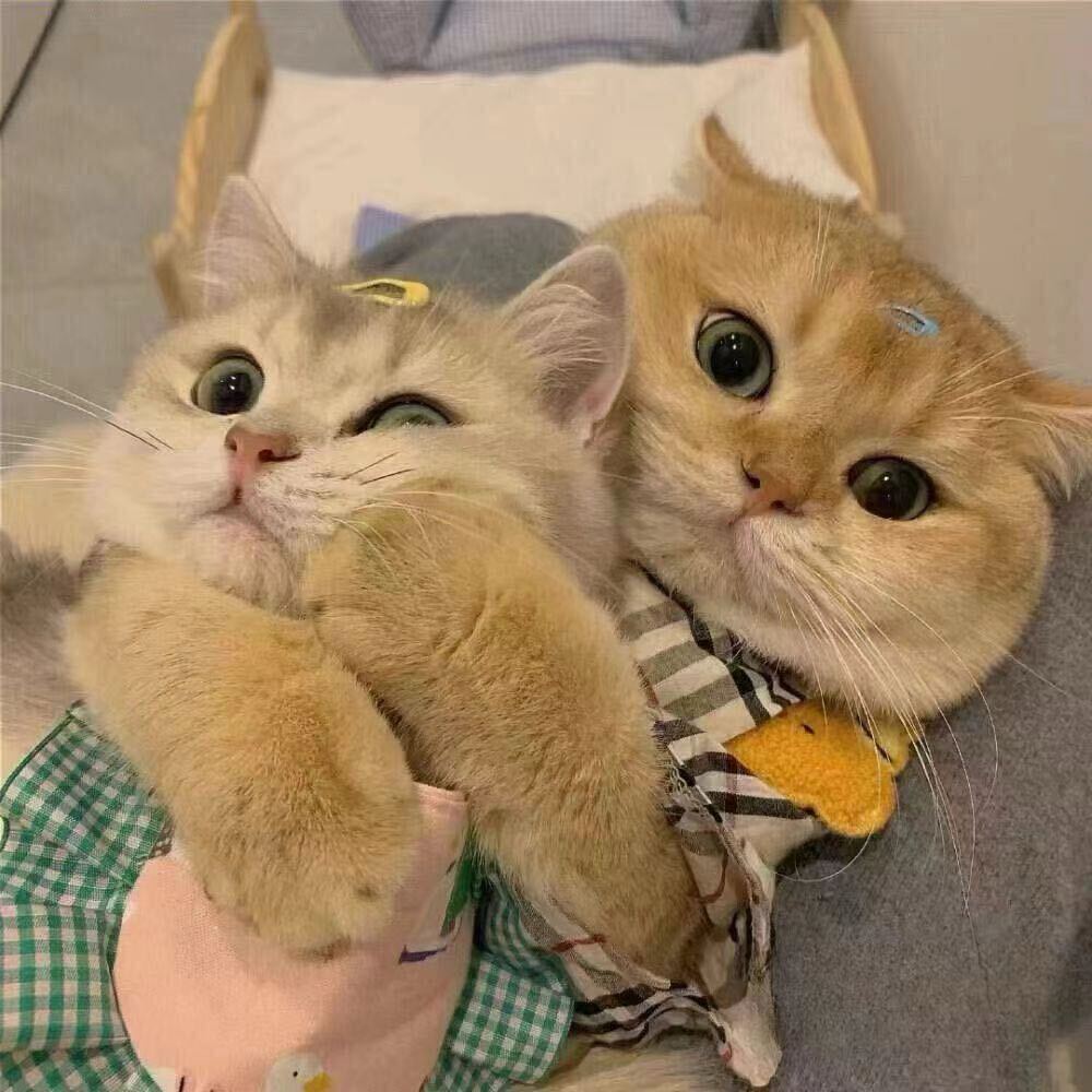 晓九（没回在睡觉）