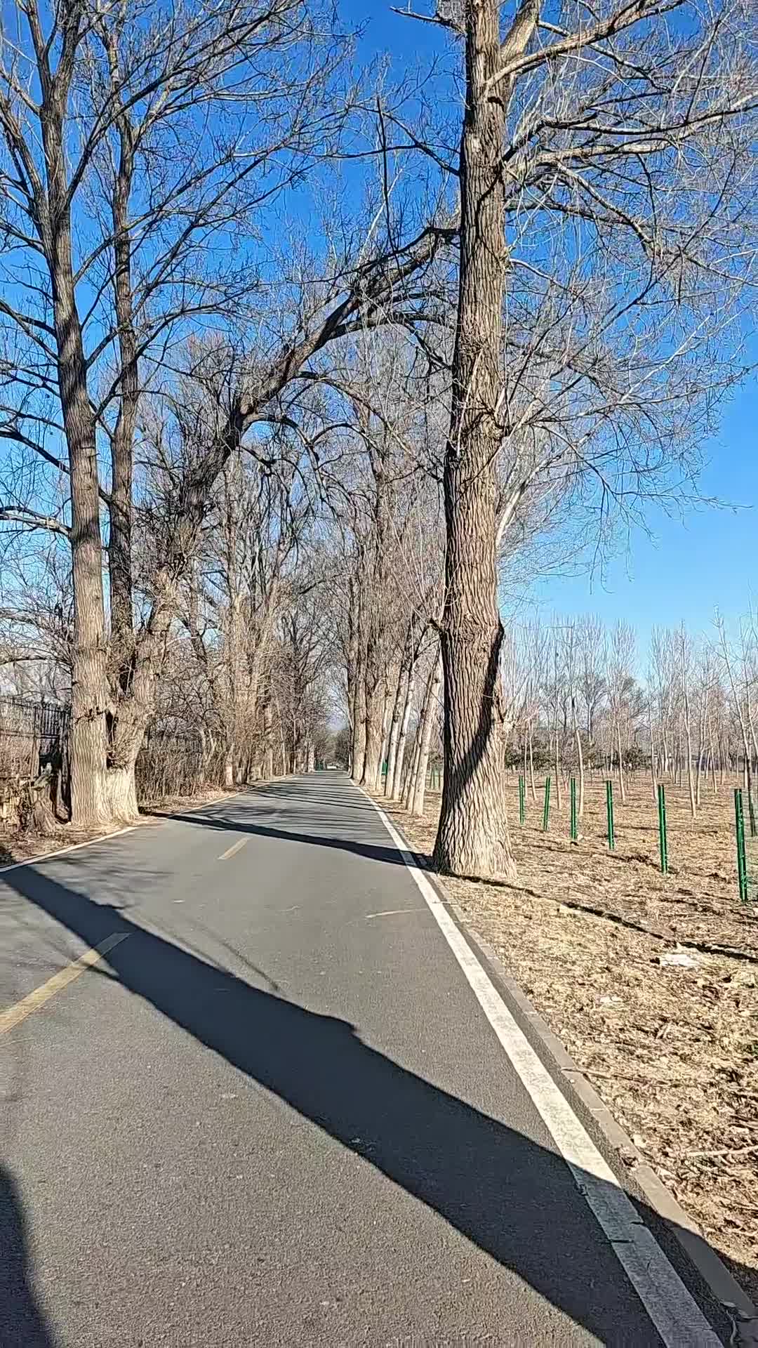 昌平青年林