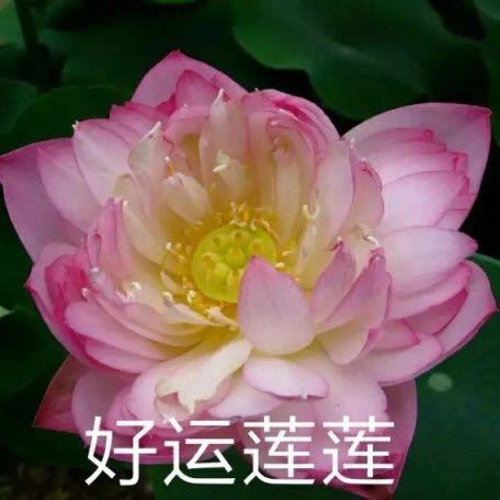 蛋糕上的糖霜