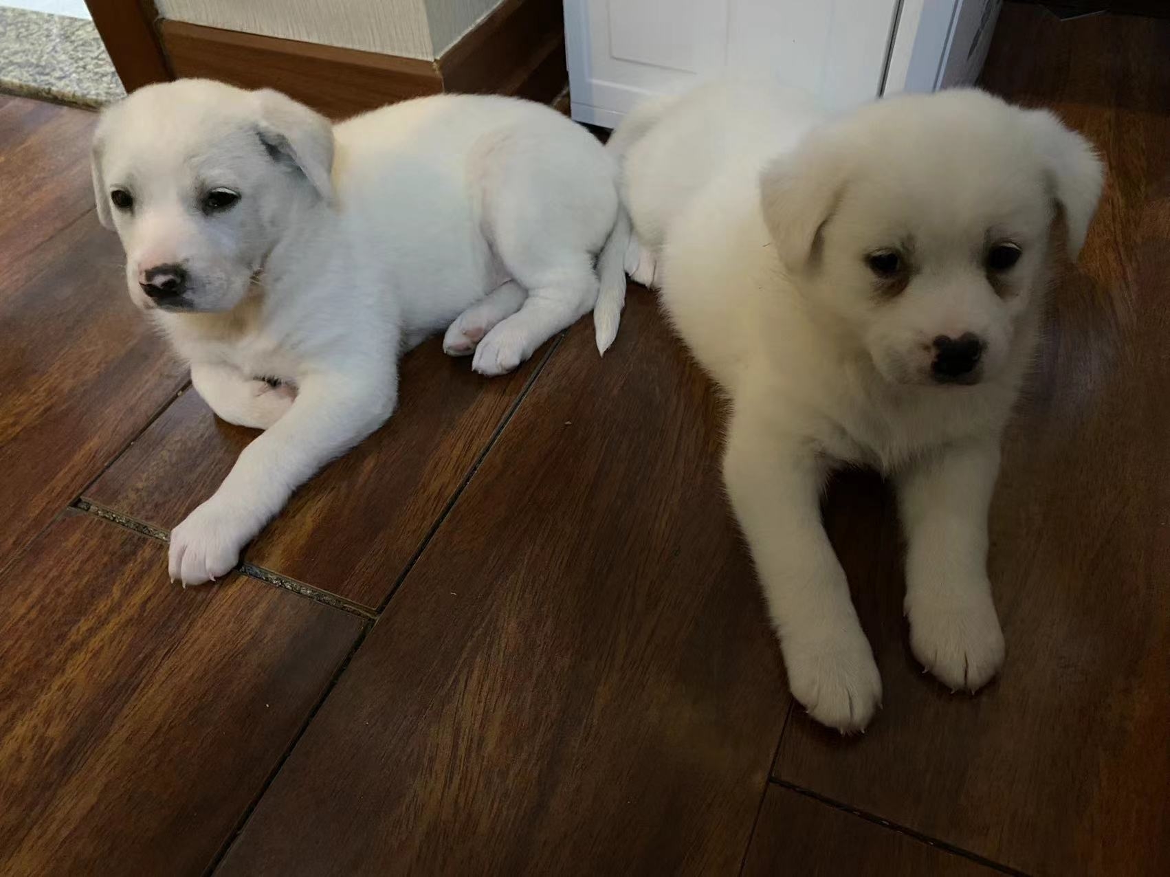 Puppies Snow&Oscar. Adoption _2