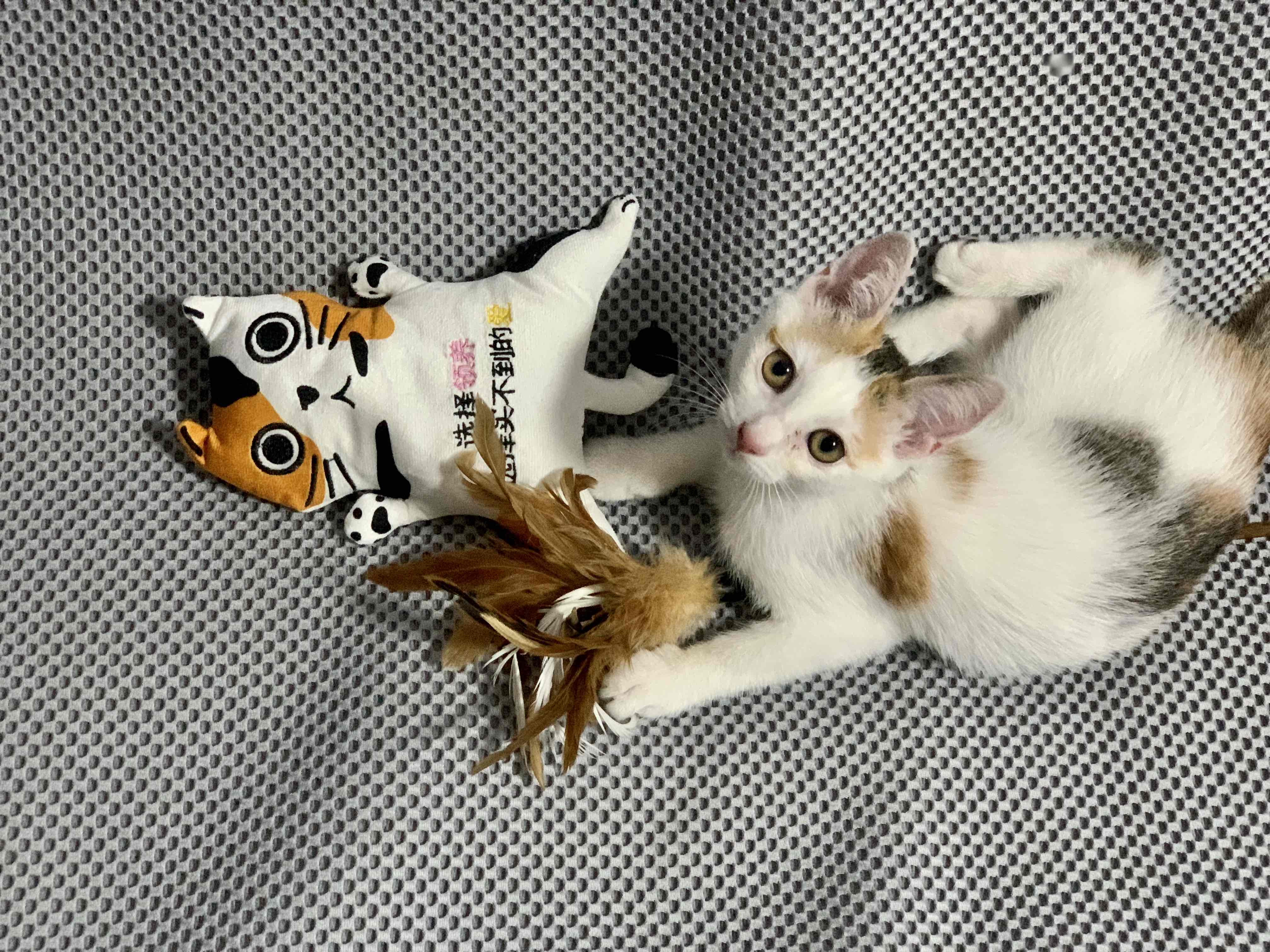 👅三花猫崽子找领养_0