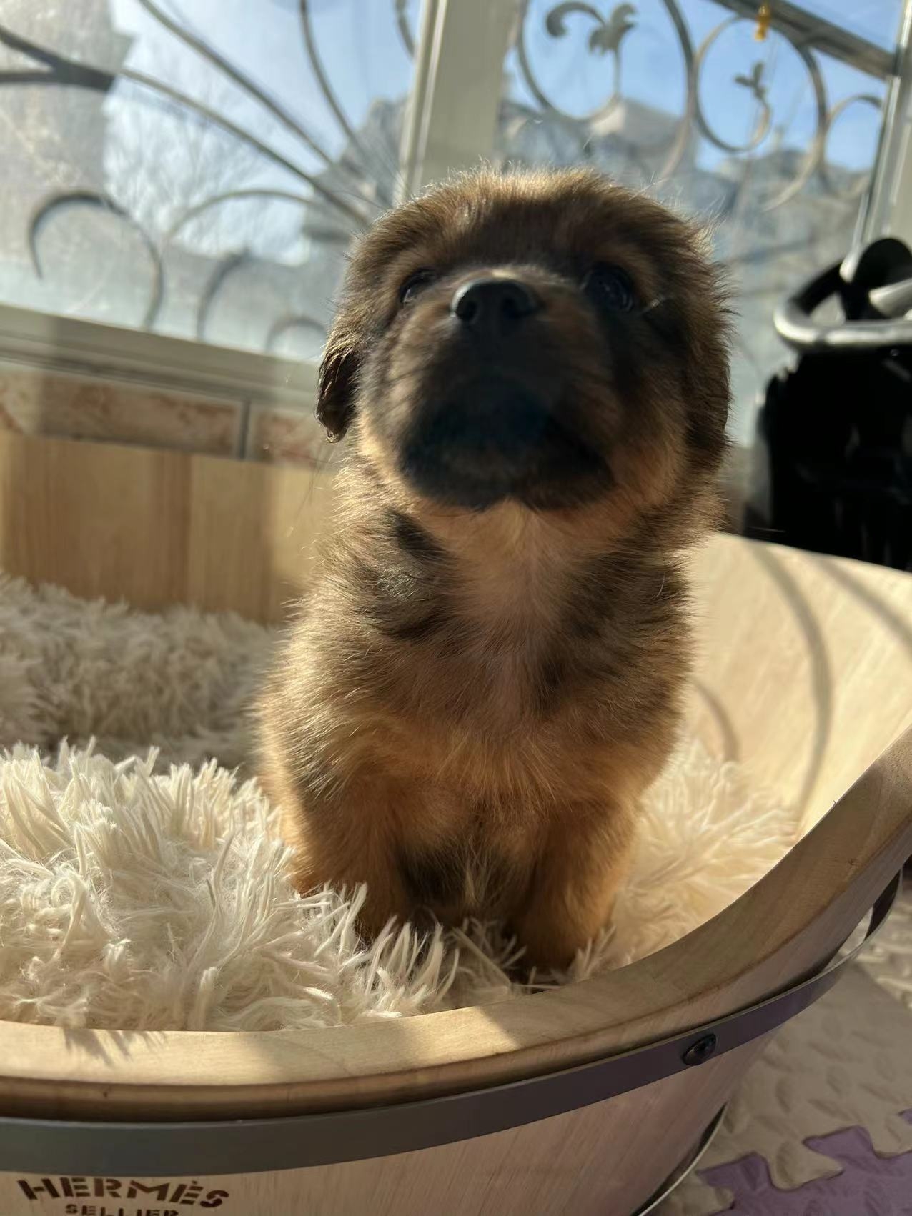 Berlin~puppy for adoption _2