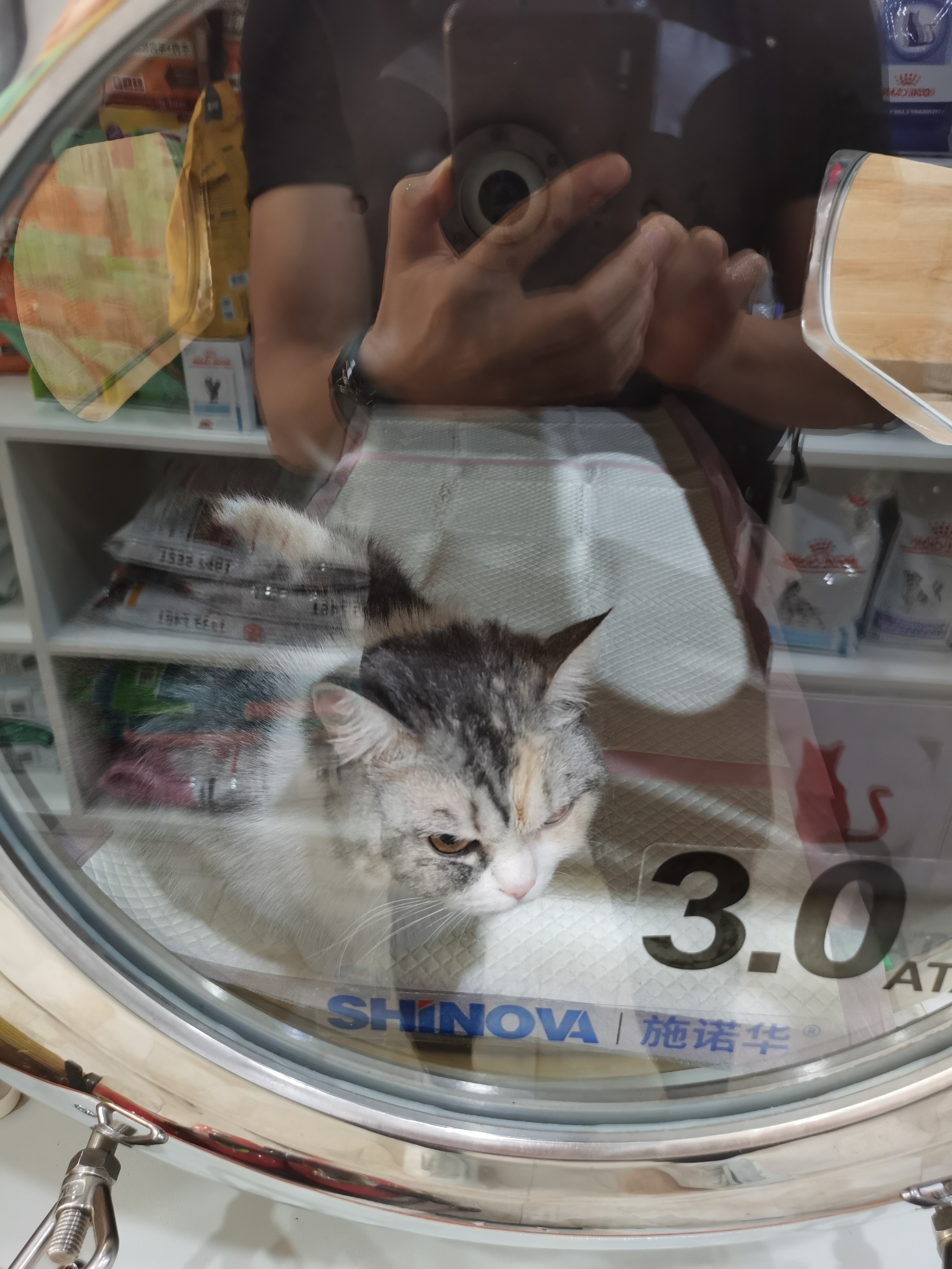 压力桶里的猫 _1