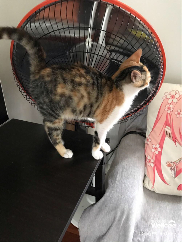 Temporary home (foster) needed in Shanghai_2
