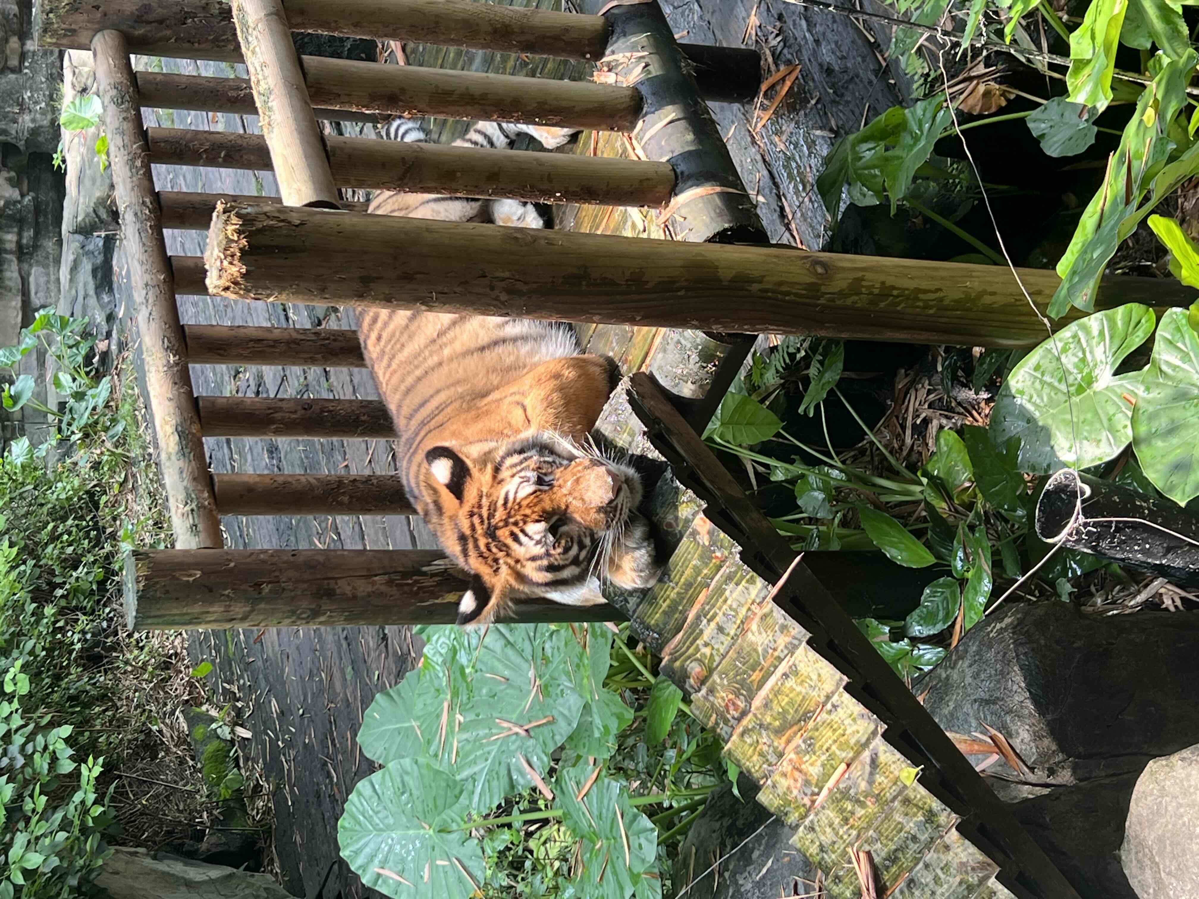 长隆野生动物园_2