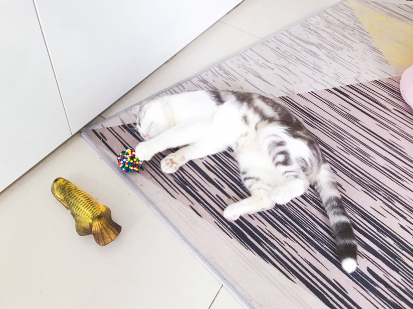 所以你们到底谁有狗_2