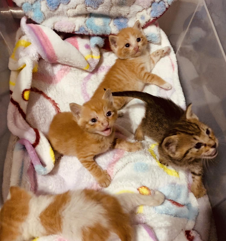 Four one week kittens need forever home 