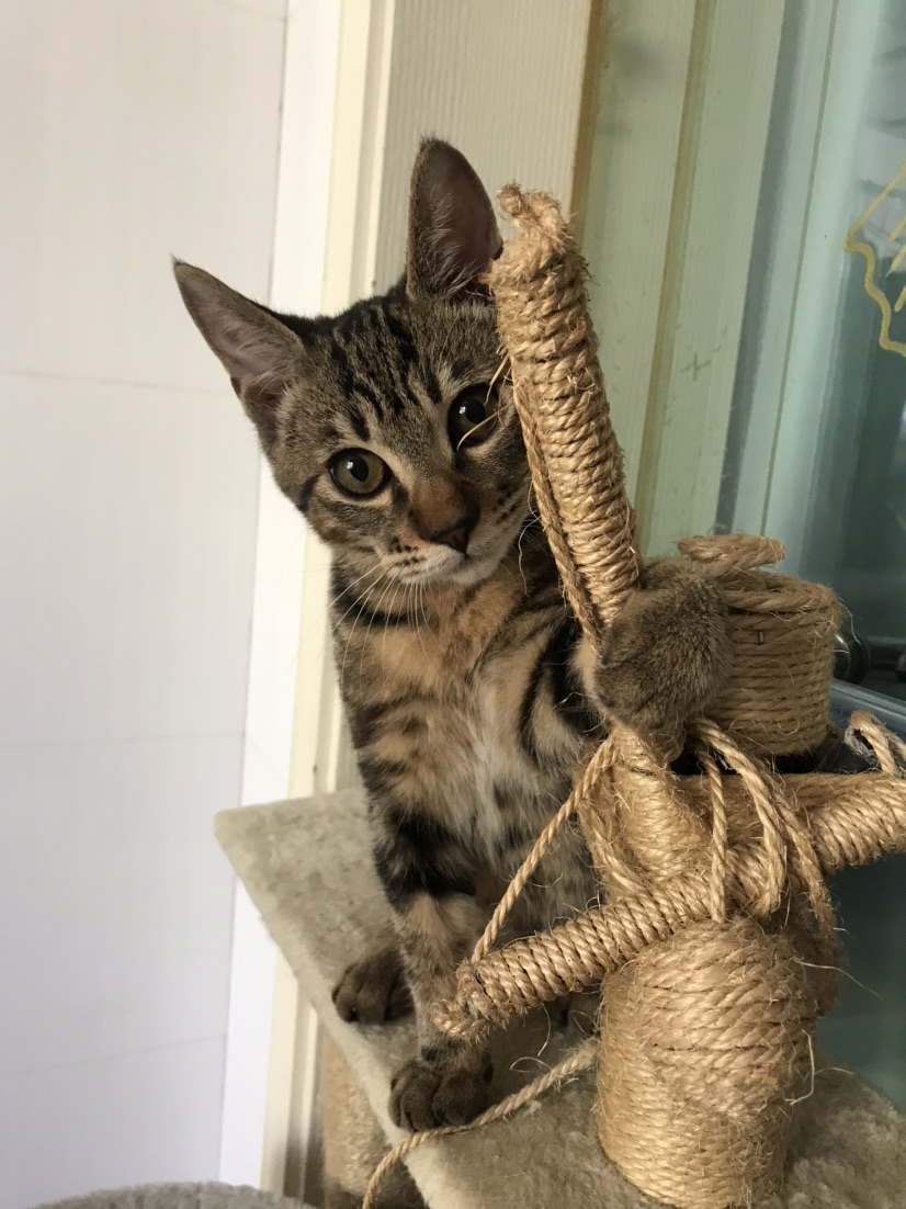 Kitten for Free Adoption_2