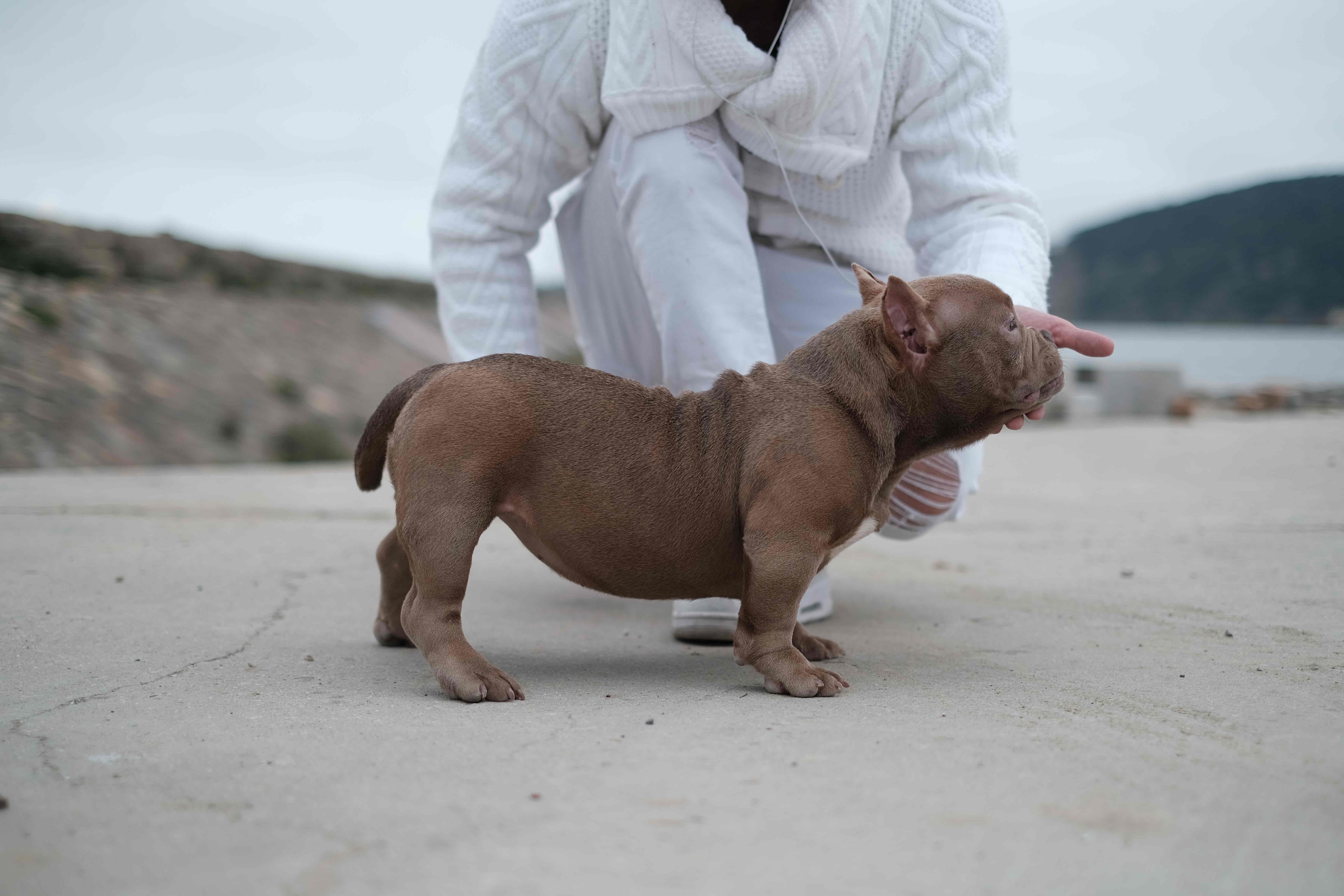 American bully_2