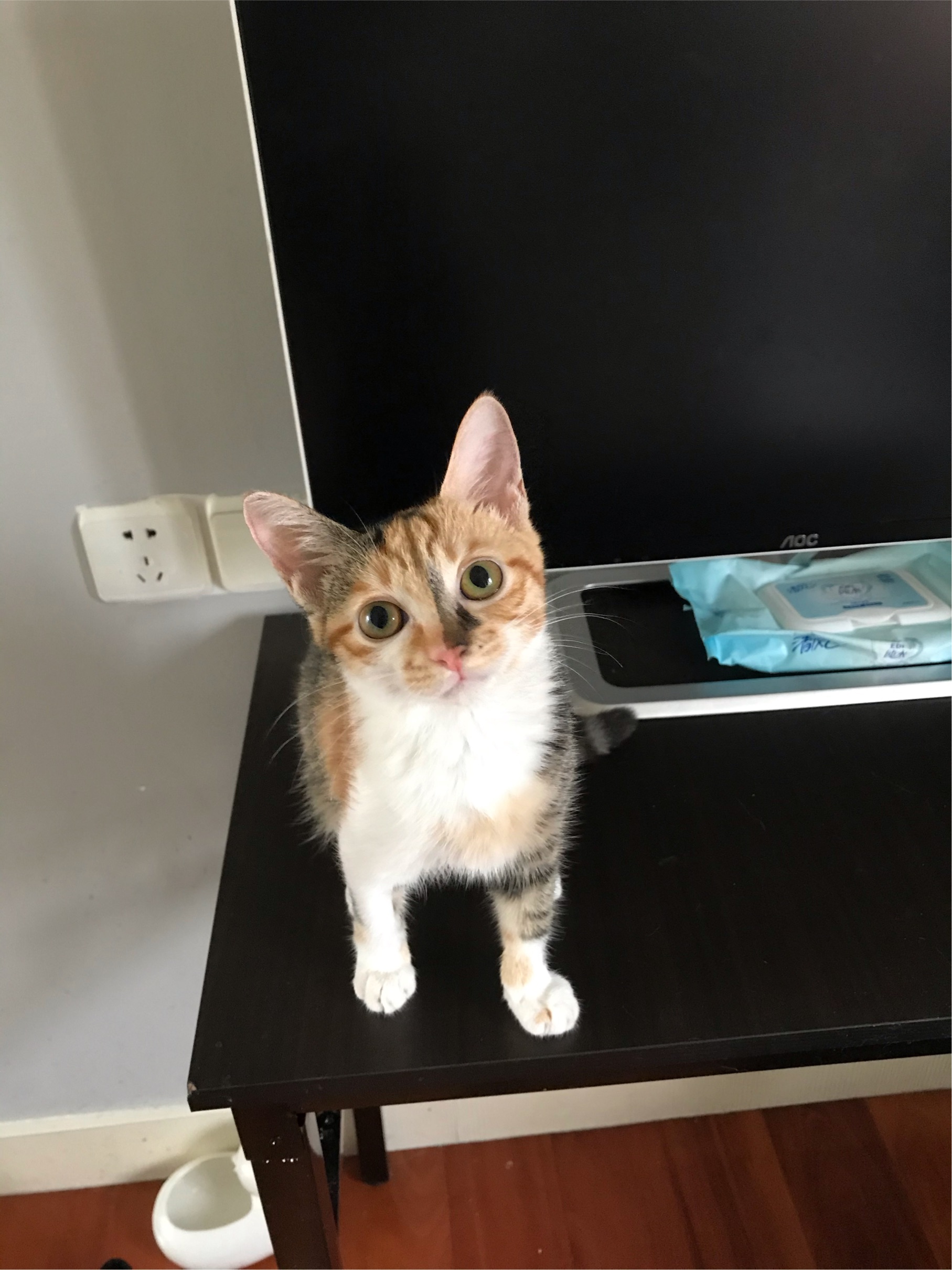 Temporary home (foster) needed in Shanghai_2