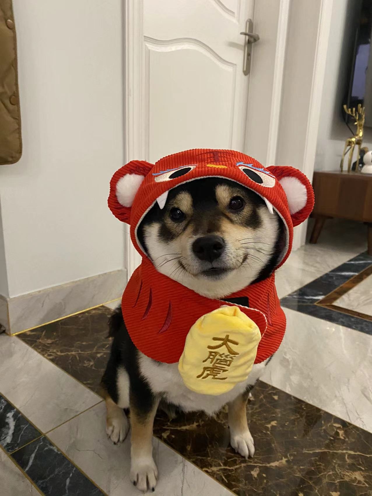 小脑虎好像很不开心的样子，哈哈哈 _1
