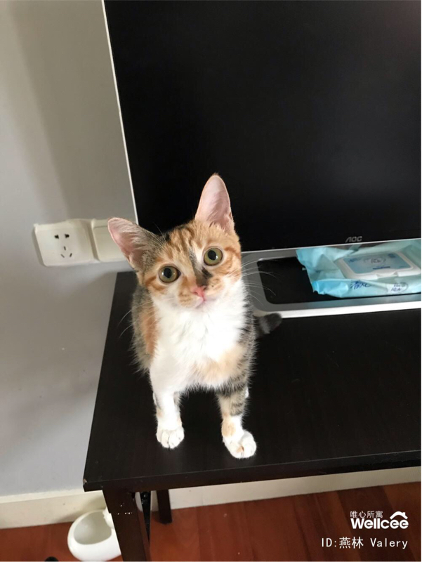 A kitten is in need of a temporary place to stay! _2