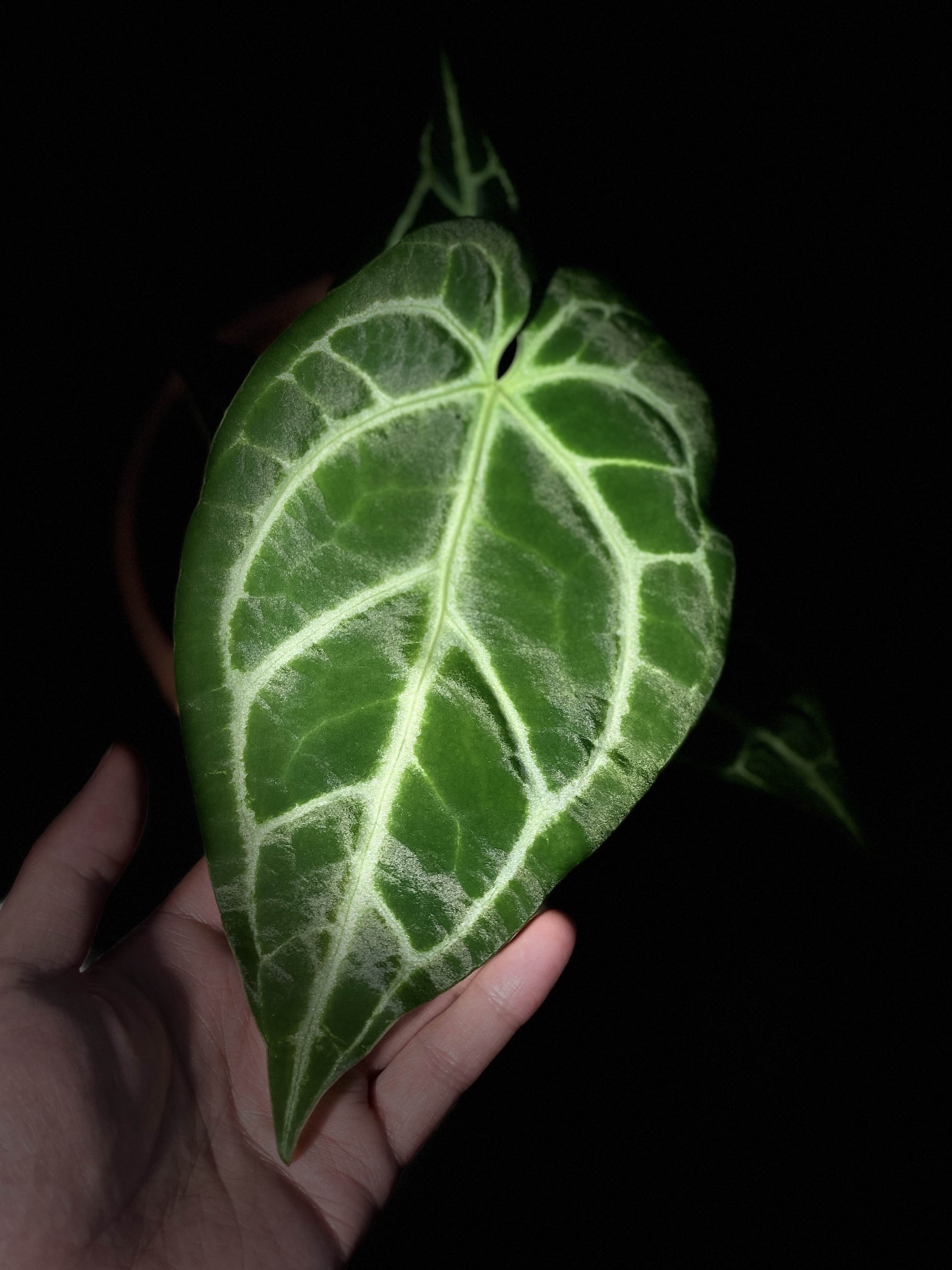 家居热植【华丽杂花烛】Anthurium Magnificum hybrid_2