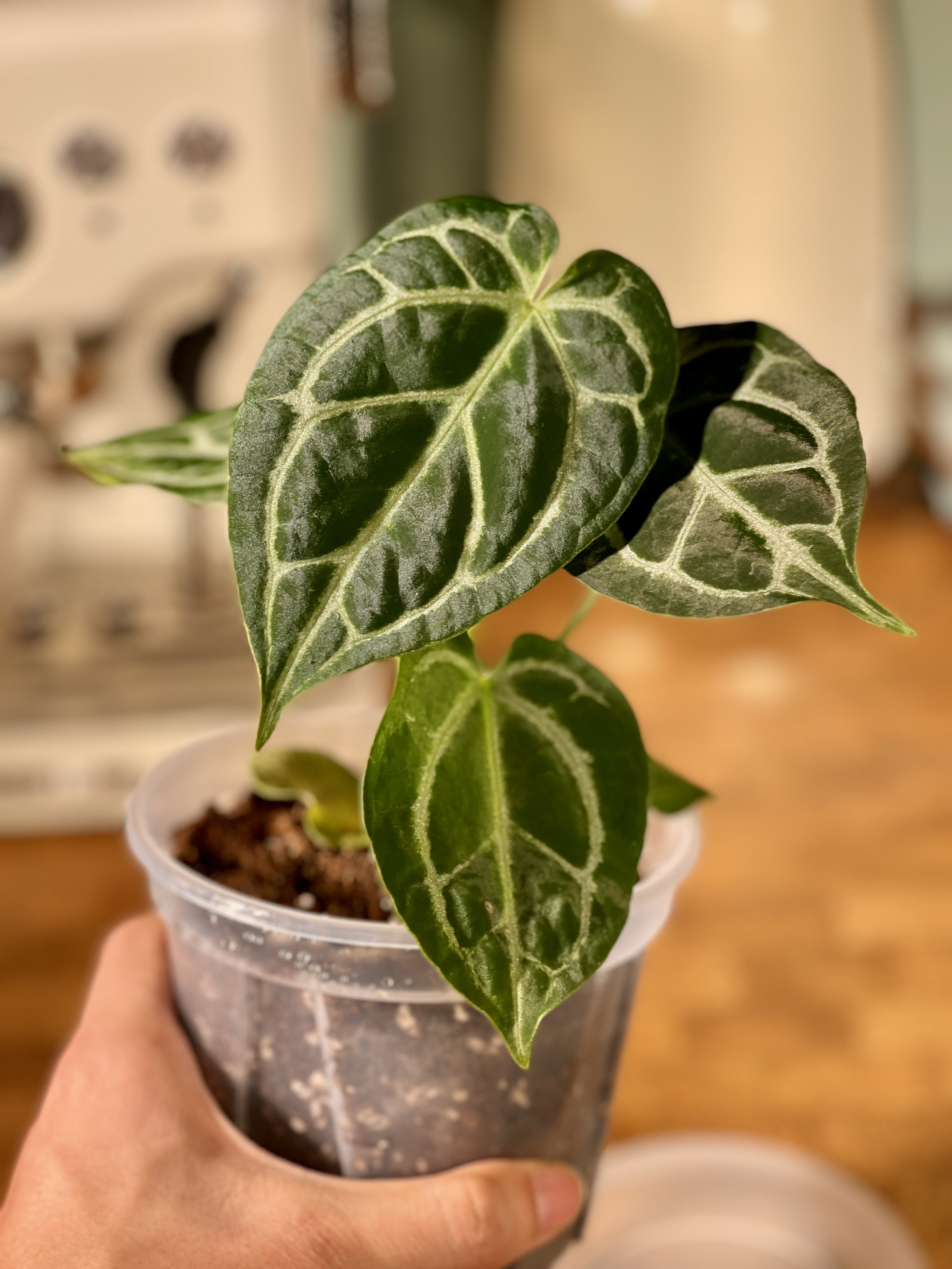 家居热植【南美粗脉华丽花烛】Anthurium Magnigicum_2