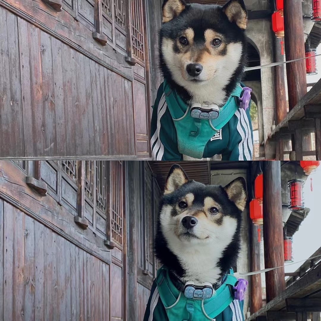 萌萌达！ Social  Pets _1