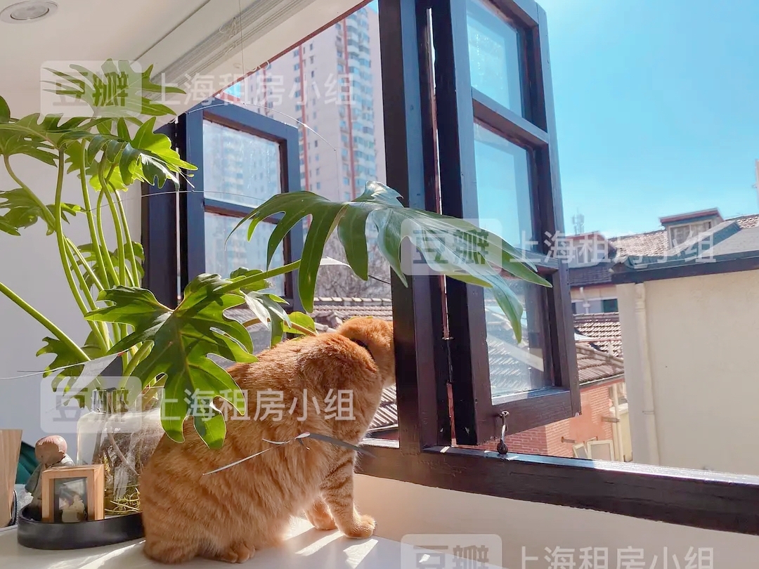 上海-徐匯-非中介,0费用,公寓直租,寵物友好,LGBTQ友好,乾淨治愈,不限性別,市井煙火氣