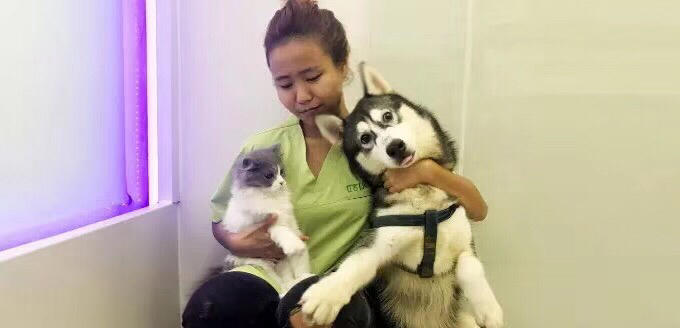 Providing Bilingual Veterinarian Pet Sitting During CNY.