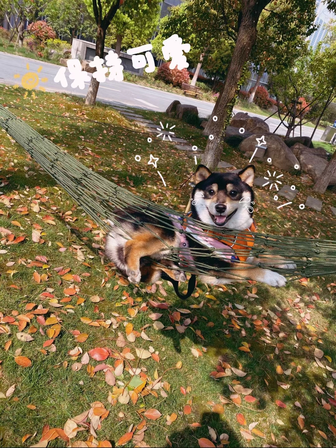 什么是快乐星球🎭🐶