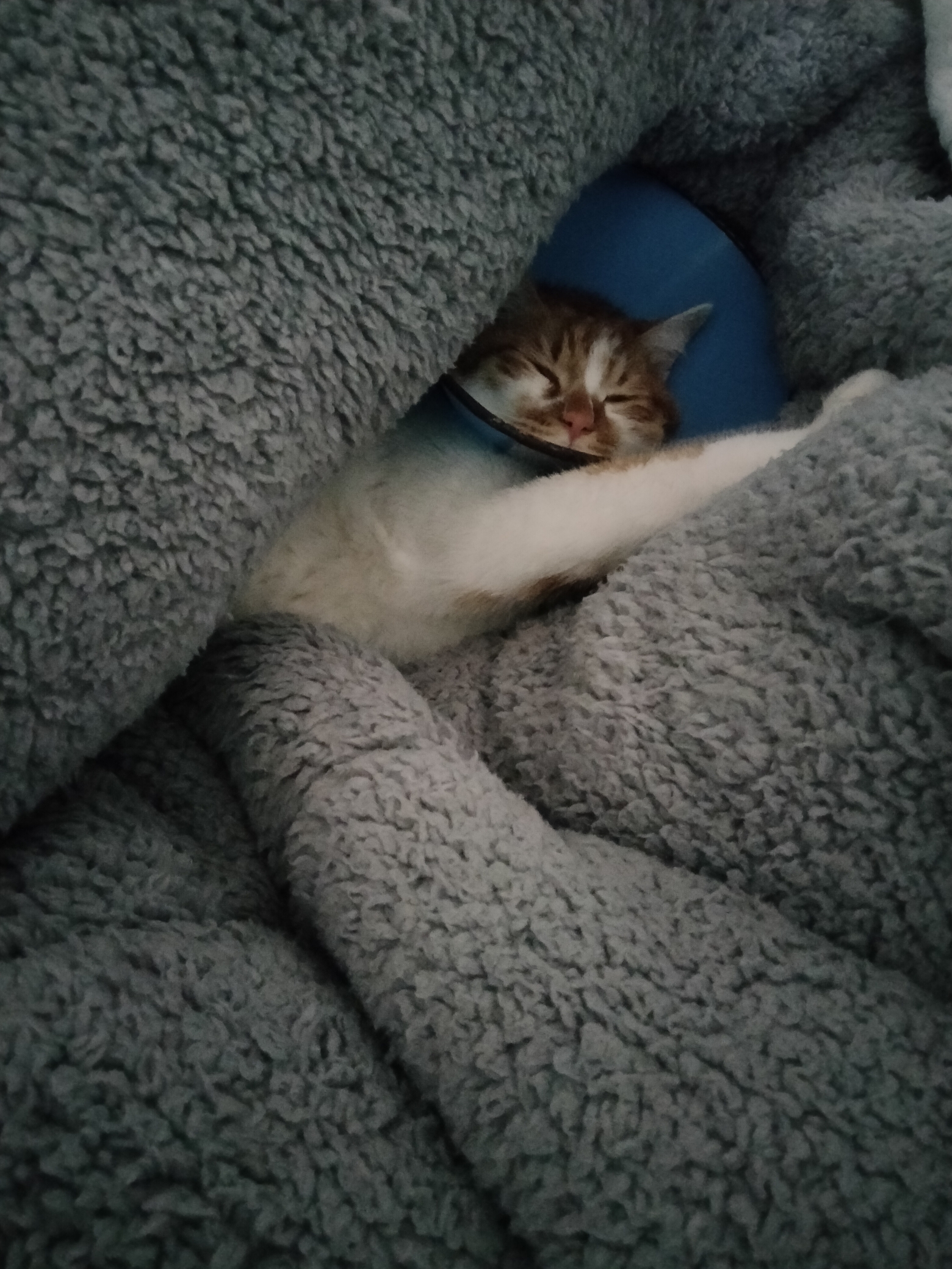 Eggy finds refuge. _1
