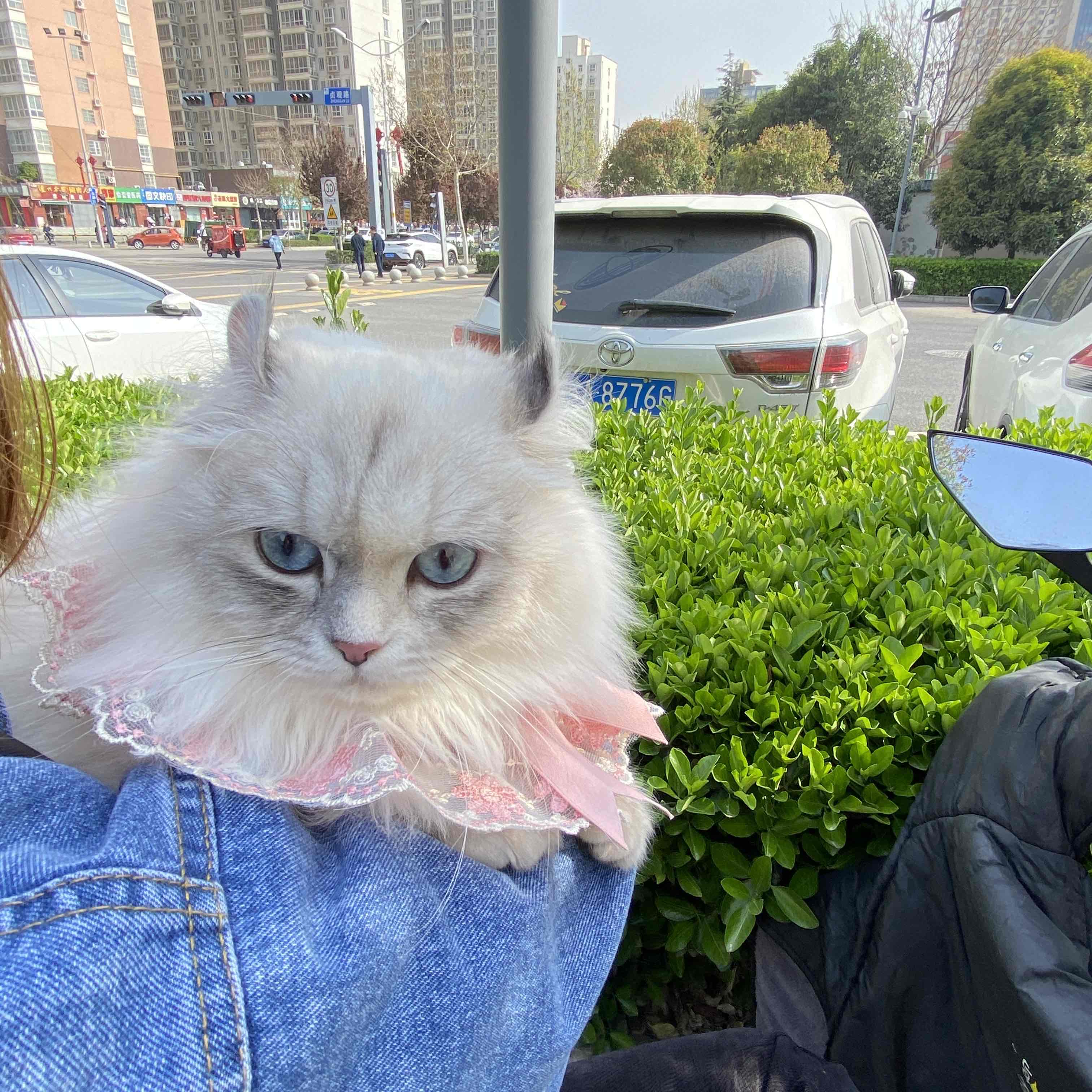 给家的小喵征集个老公_2