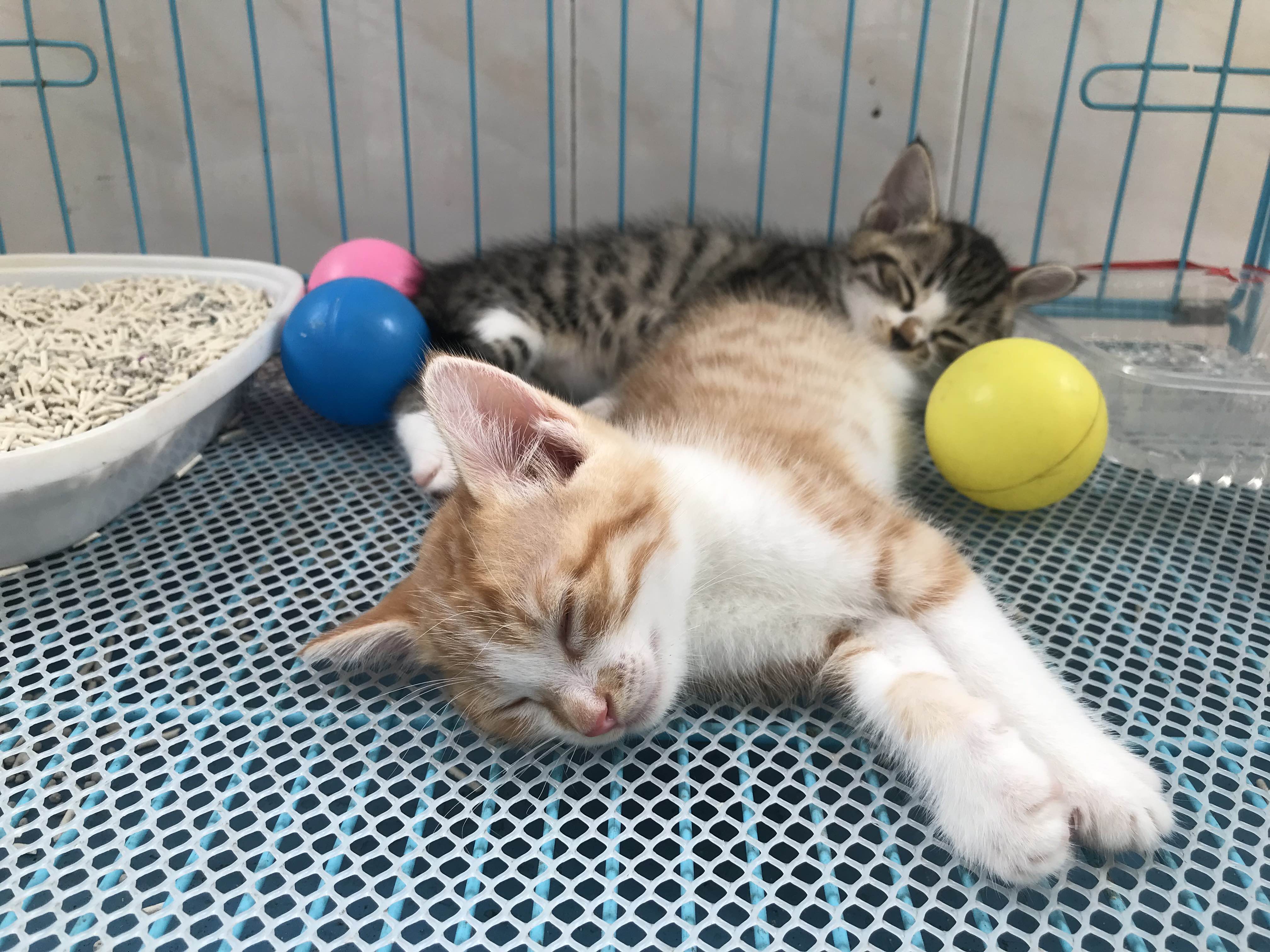 无偿领养   已领养_3