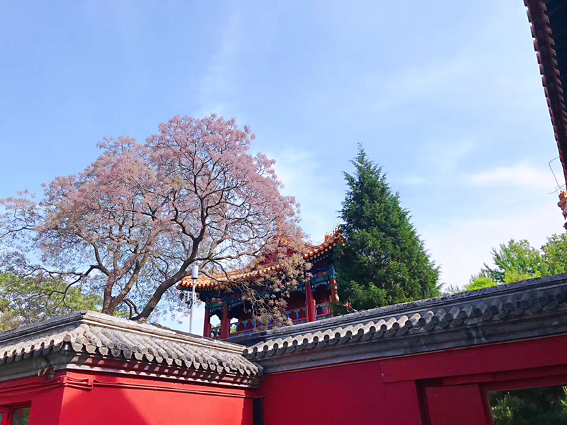 Flower season | 这个时节 就是花开满京城_2