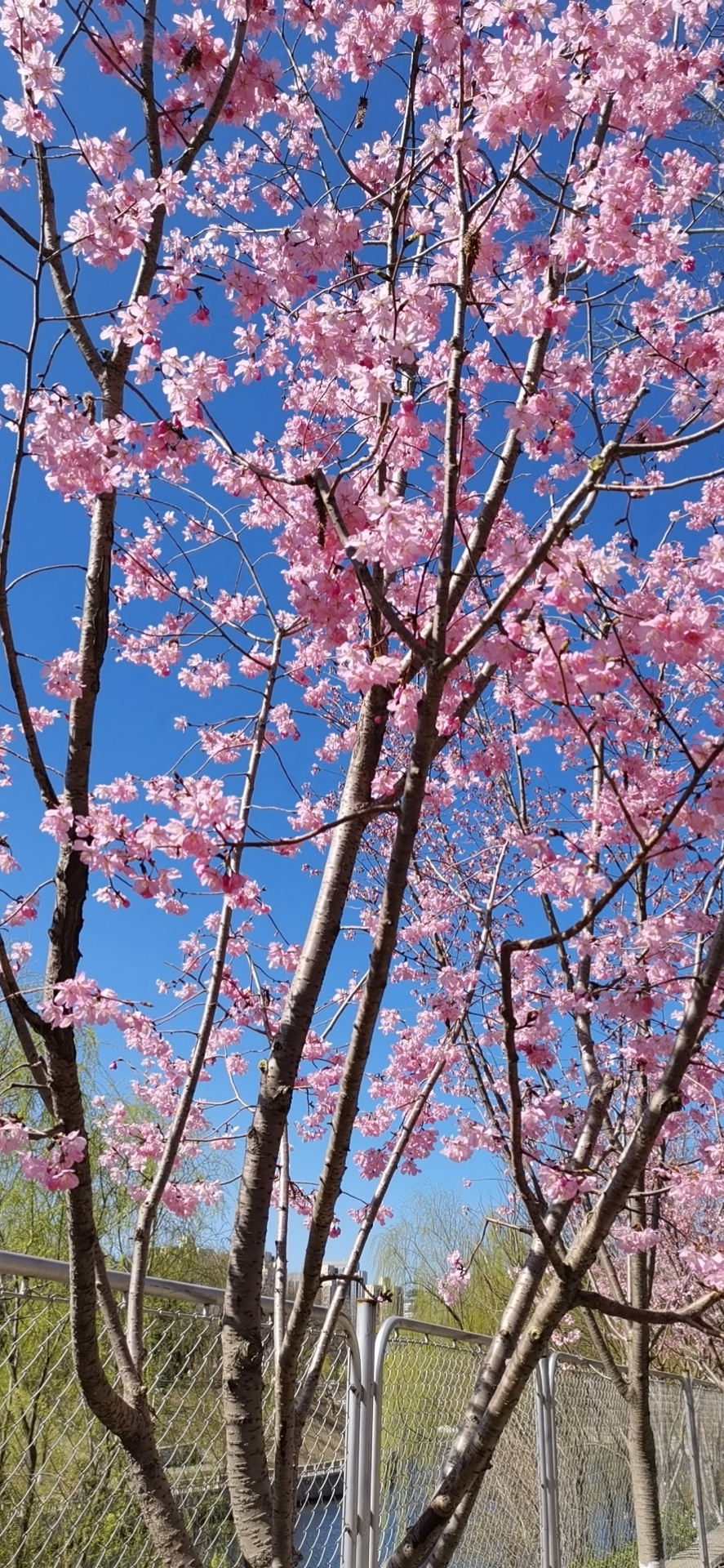 玉淵潭公園 活动 _1