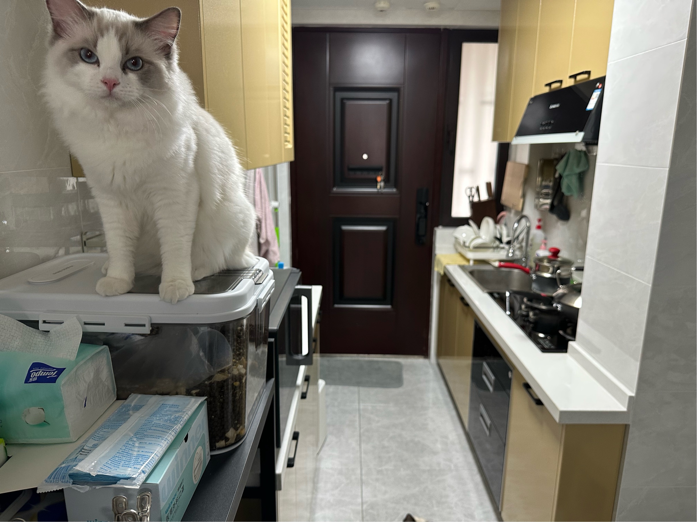 Shanghai-Jing‘An-LGBT友好,Pet Friendly,Cozy Home,Clean&Comfy,No Gender Limit