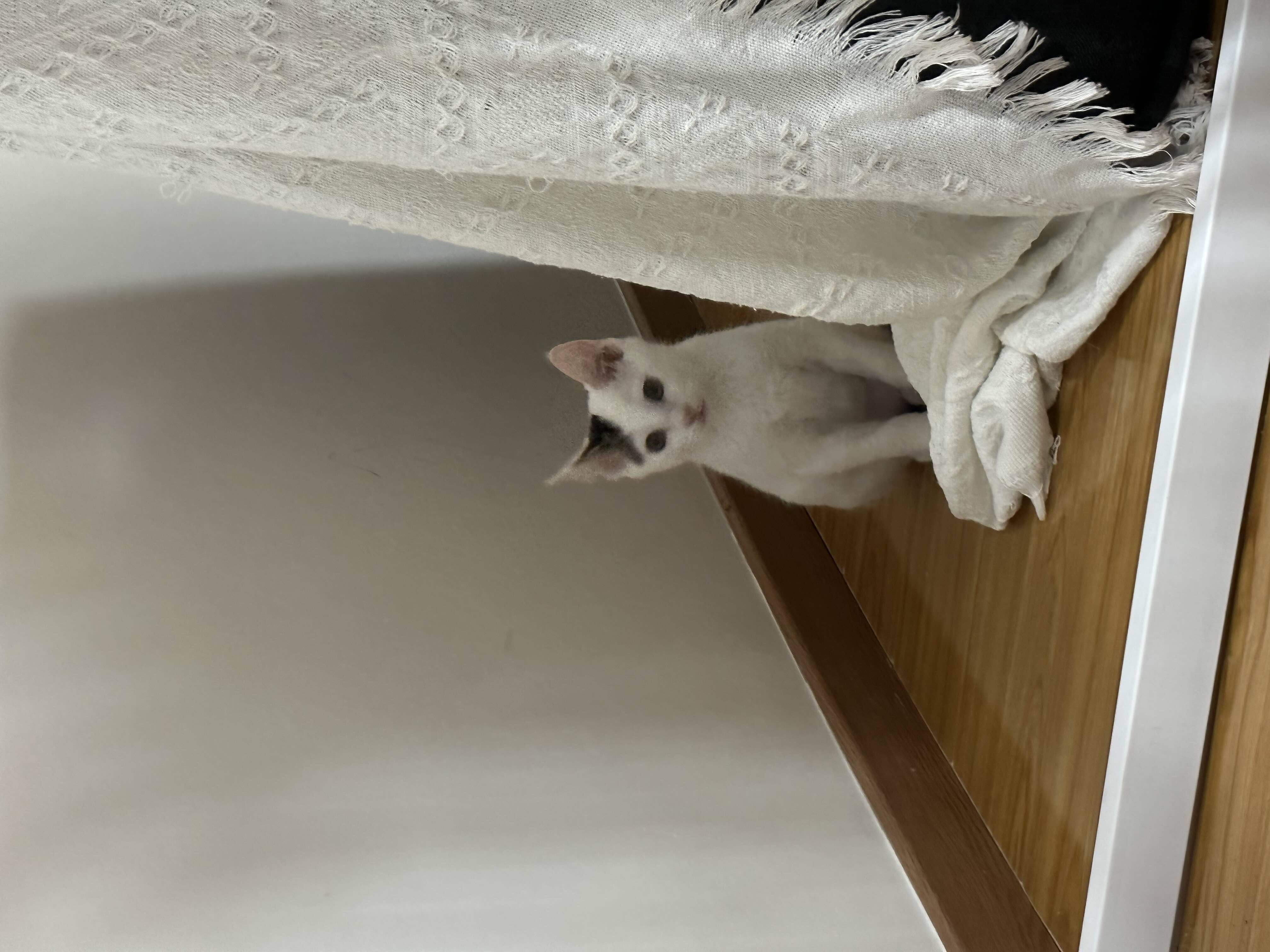 三月大猫咪免费领养｜已打疫苗已驱虫_2