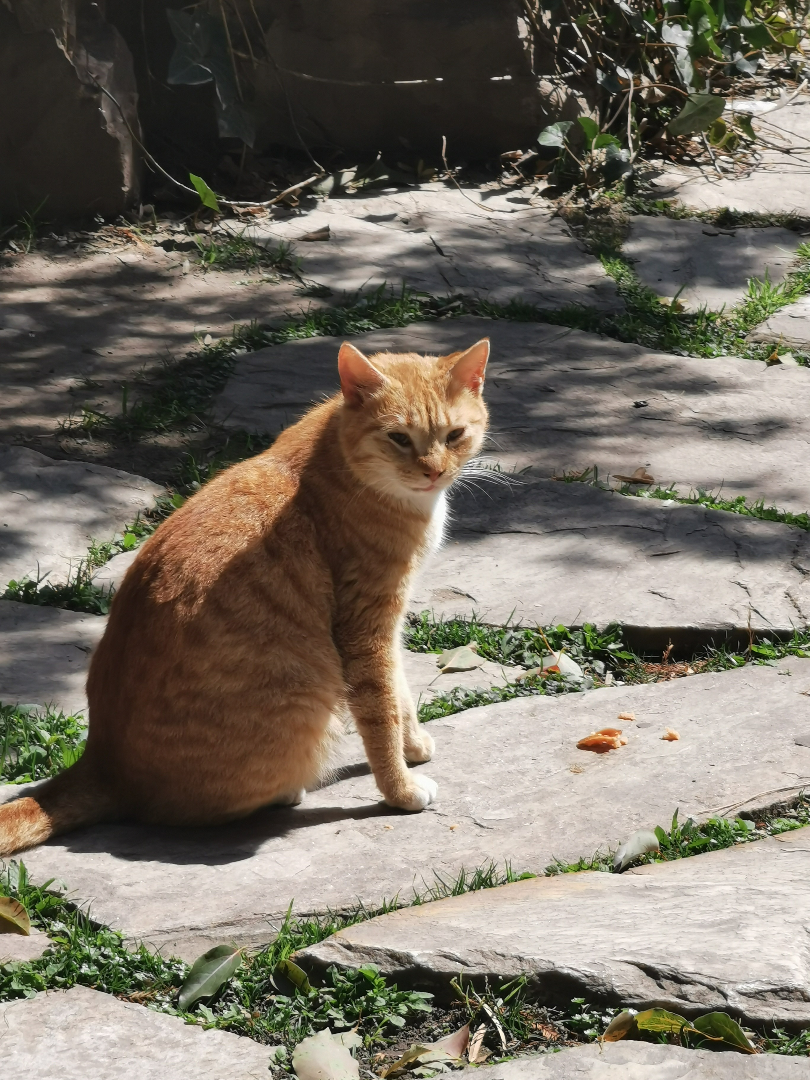 可爱的猫咪_1
