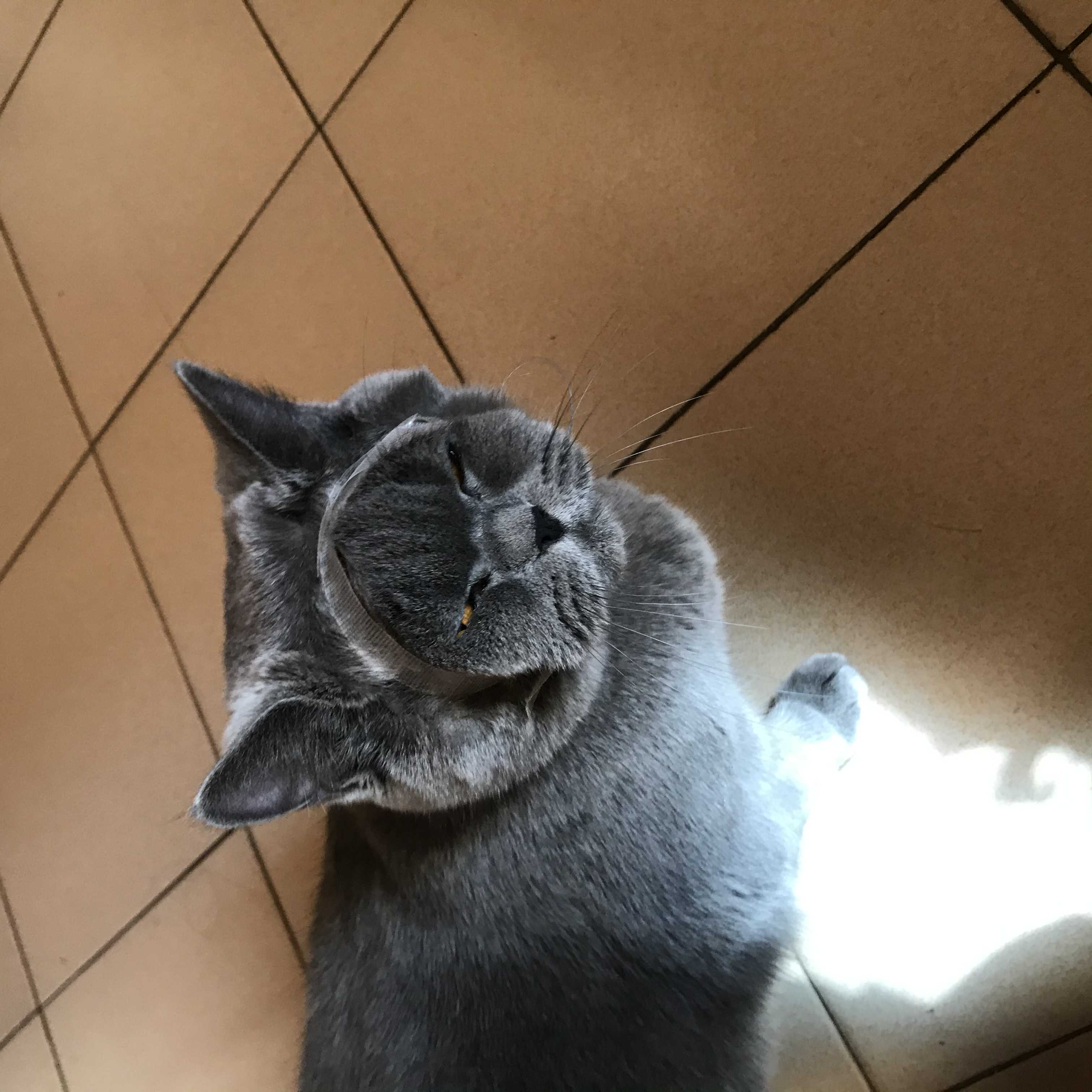 🏠有丑🐱 哈哈哈_2