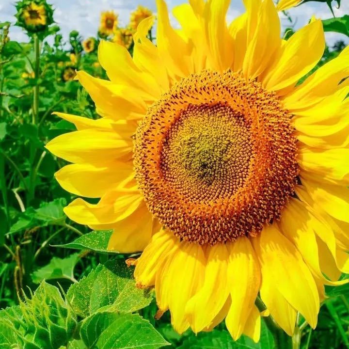 Tina Wan-👑👑🐎🐴