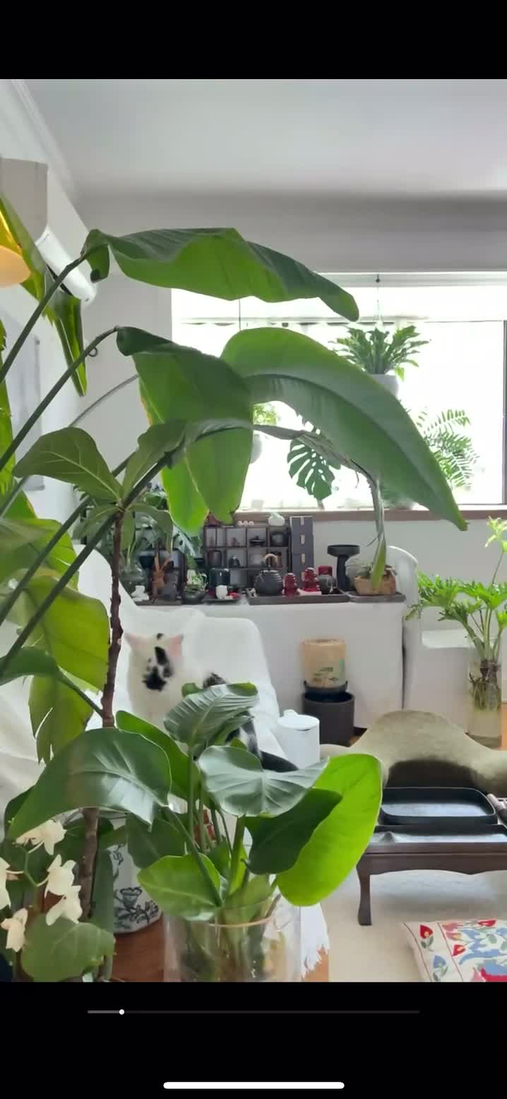 静安寺 森林小屋找有缘人🌲