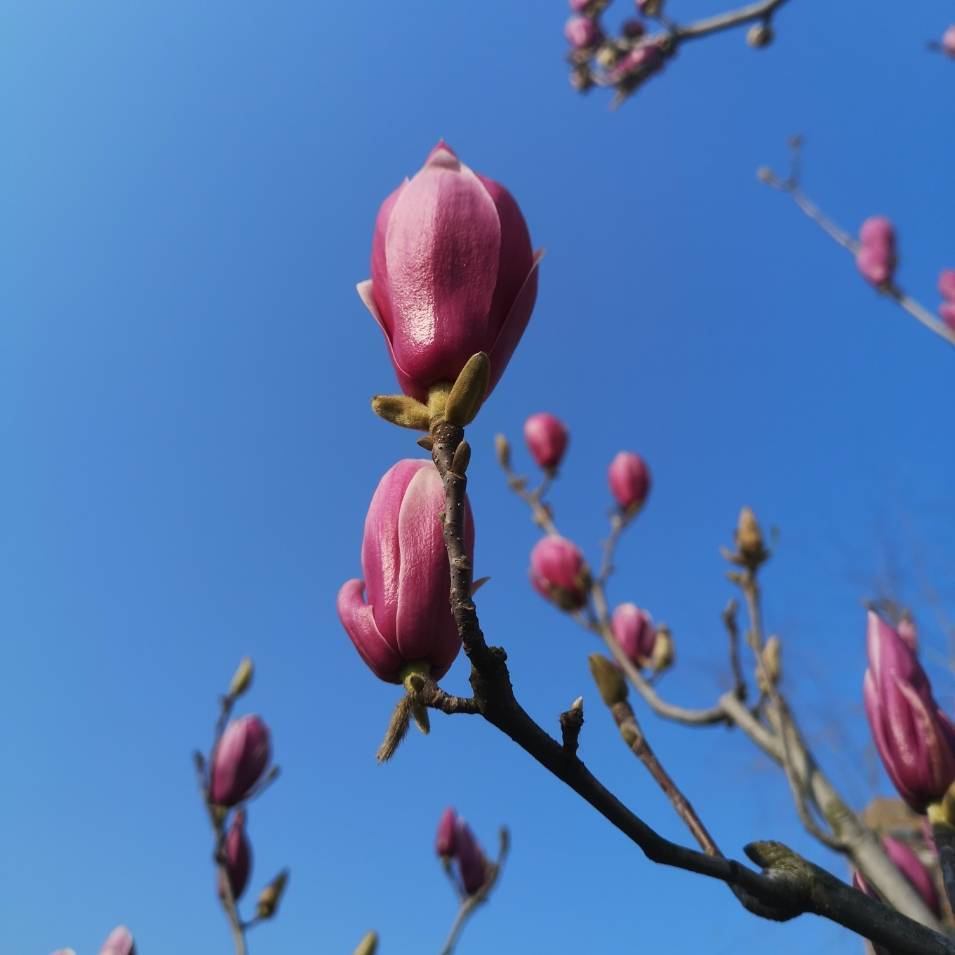 虎妞