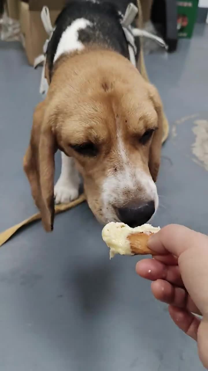比格犬&法斗