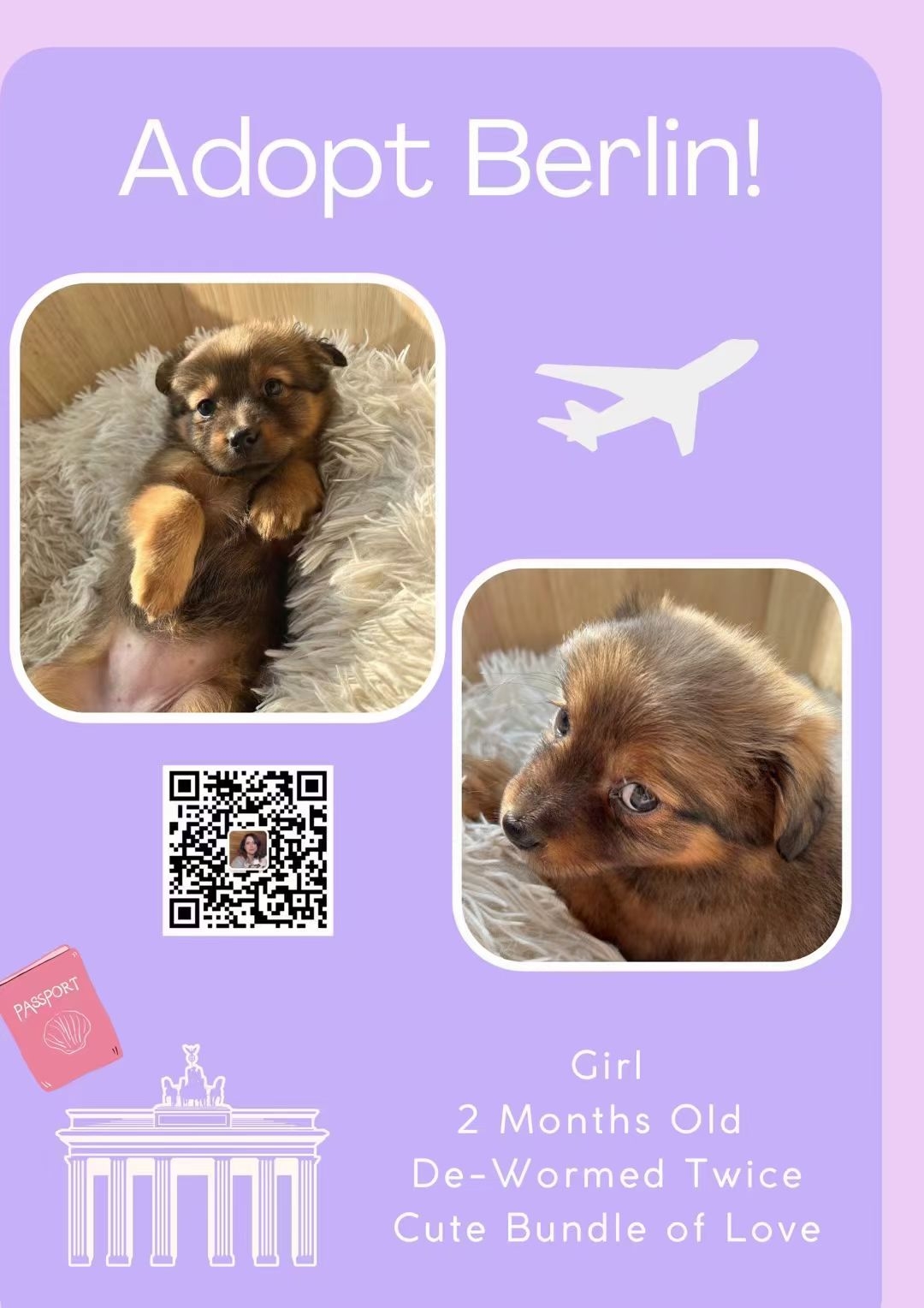 Berlin~puppy for adoption _3