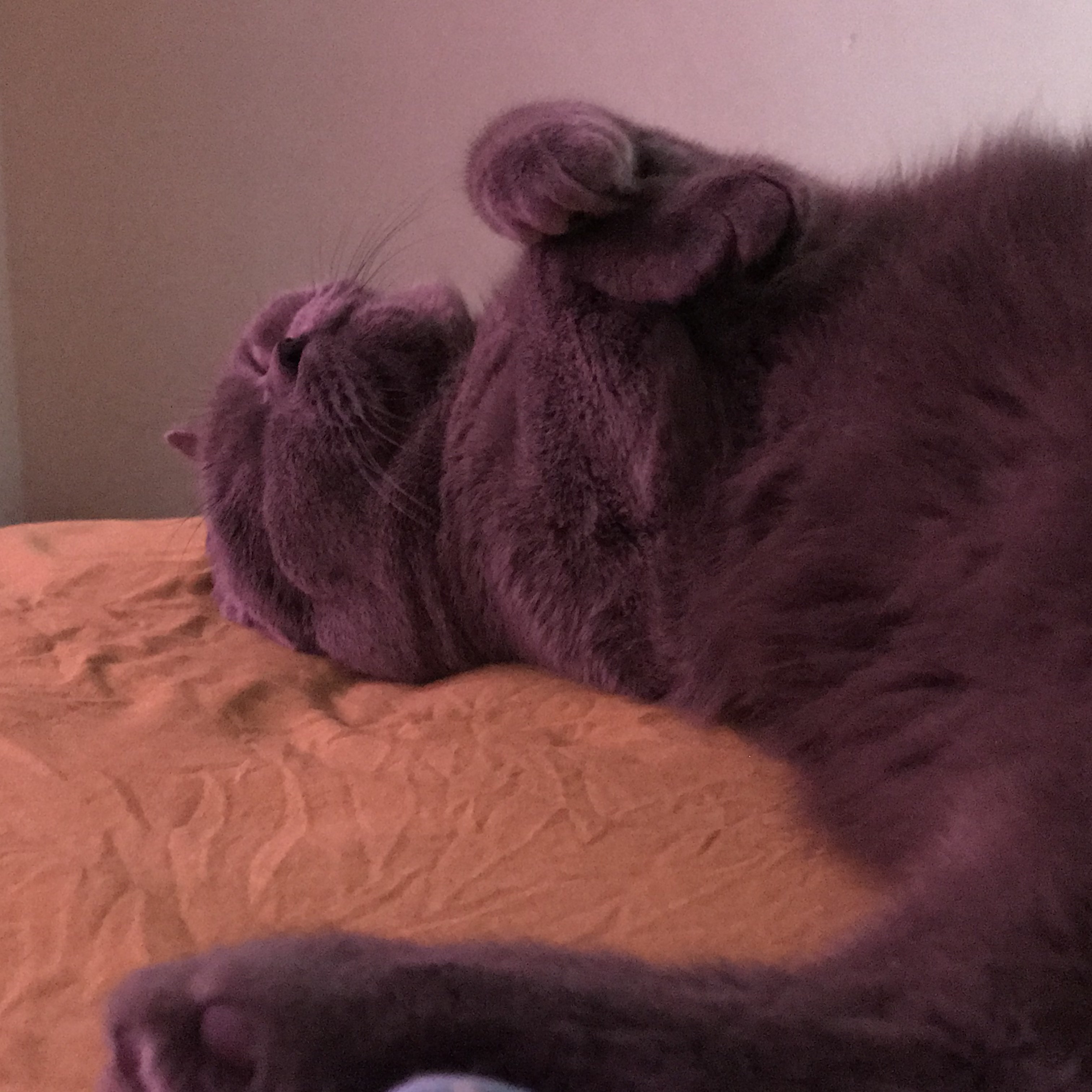 🏠有丑🐱 哈哈哈_3