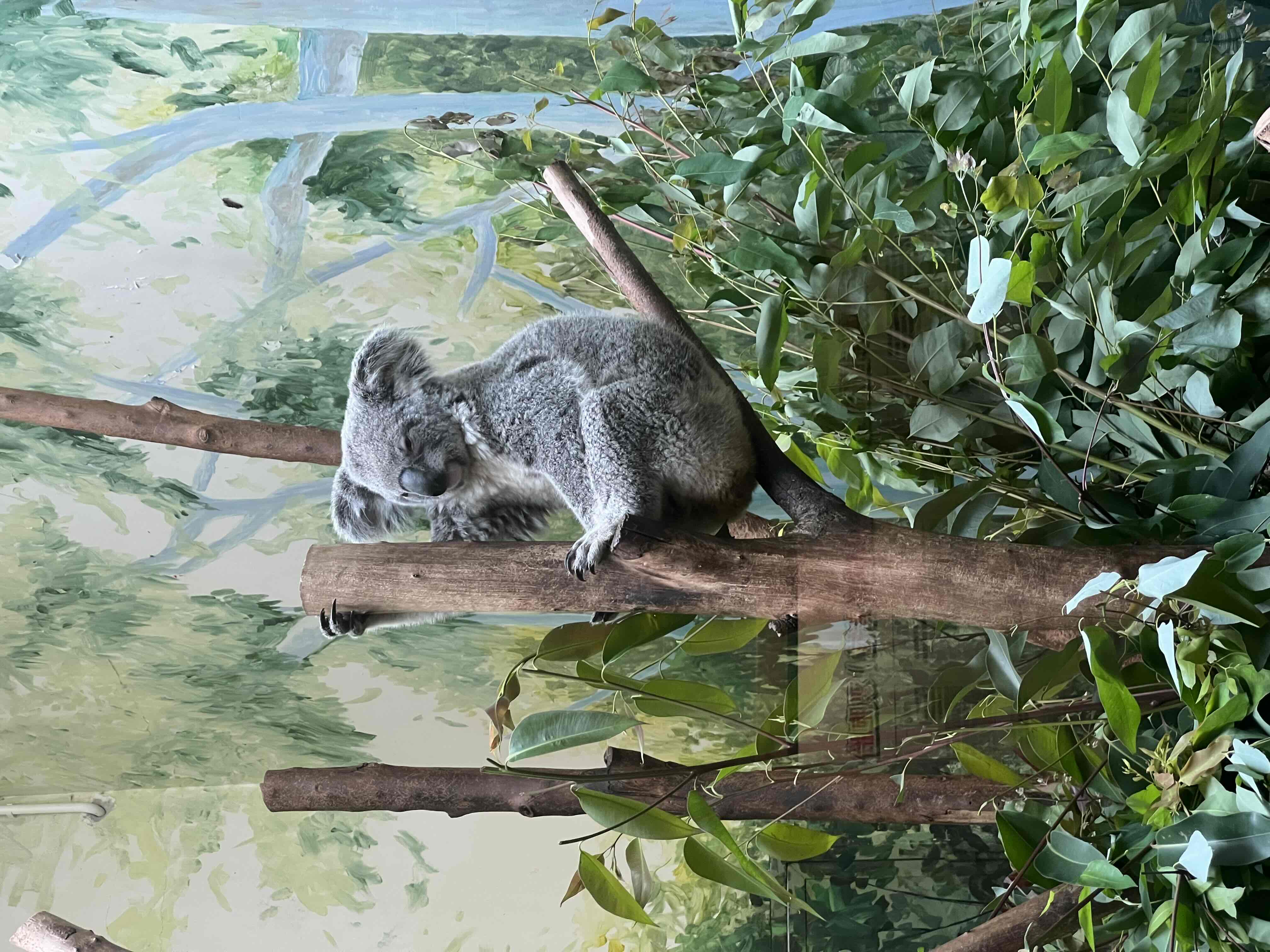 长隆野生动物园_3