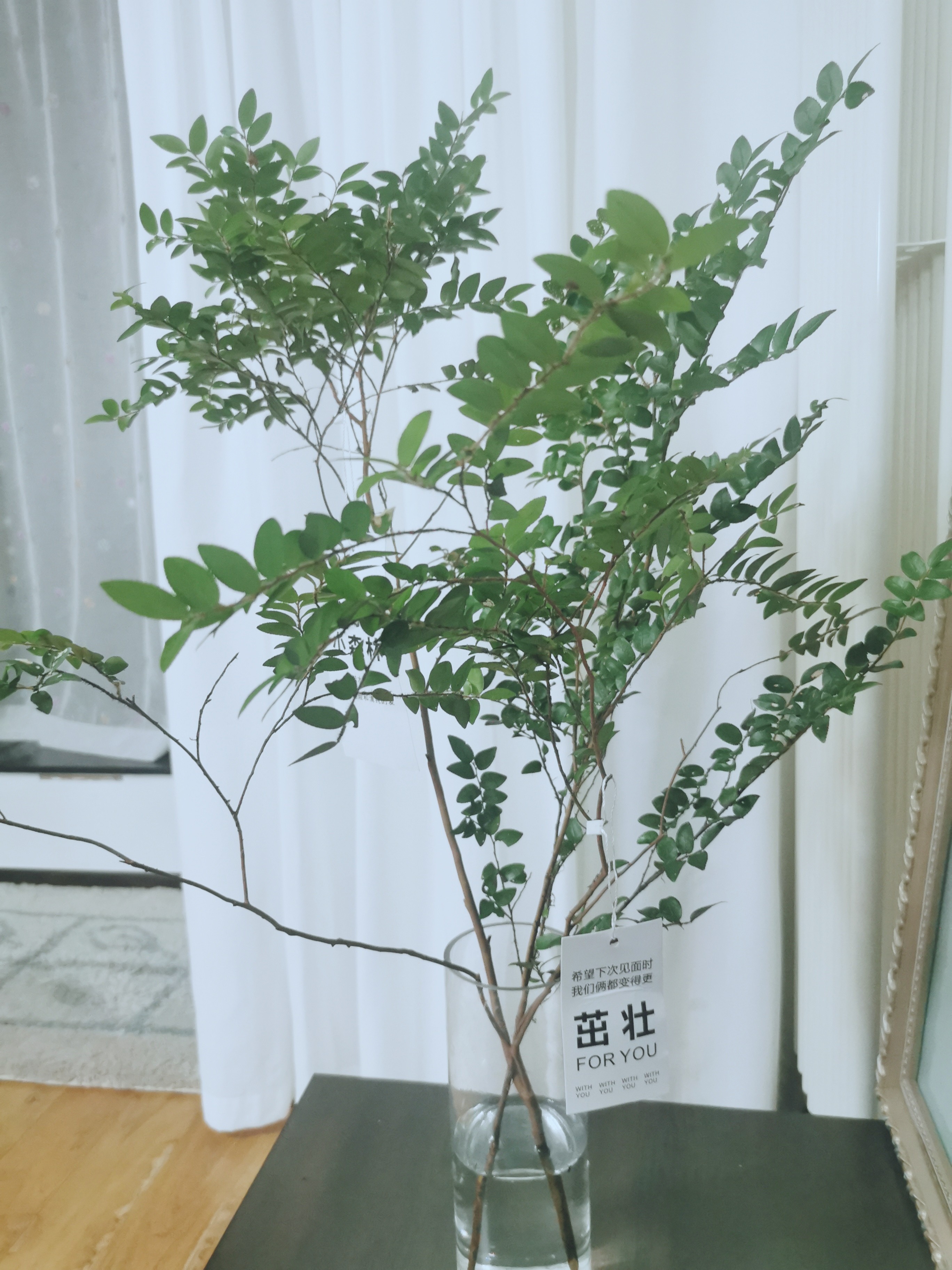 北京-朝陽-溫馨小窩,乾淨治愈,不限性別,老友記,慢時光,LGBTQ友好,寵物友好