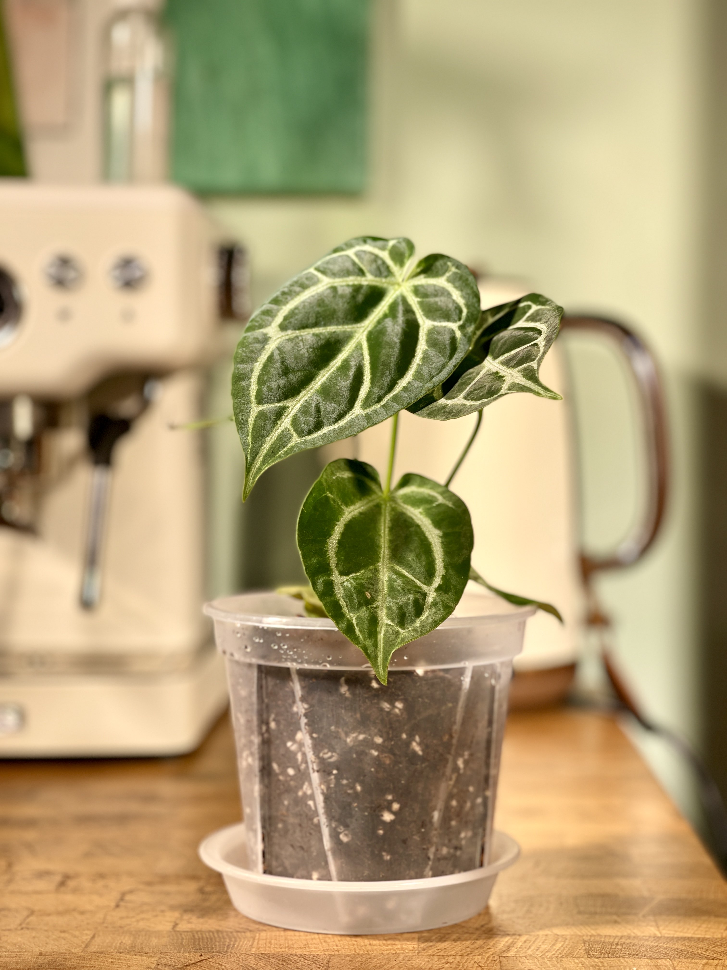 家居热植【南美粗脉华丽花烛】Anthurium Magnigicum_3