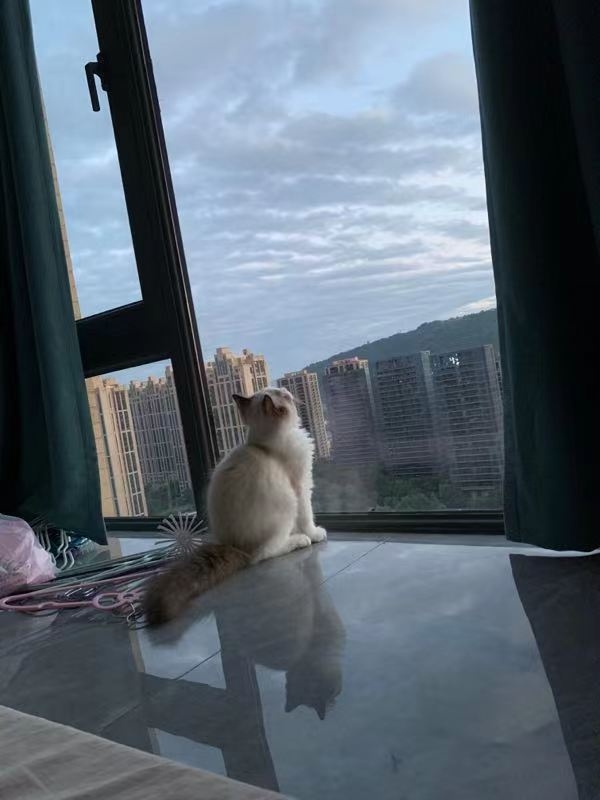 HangzhouLinpingLong & Short TermSubletPet Friendly