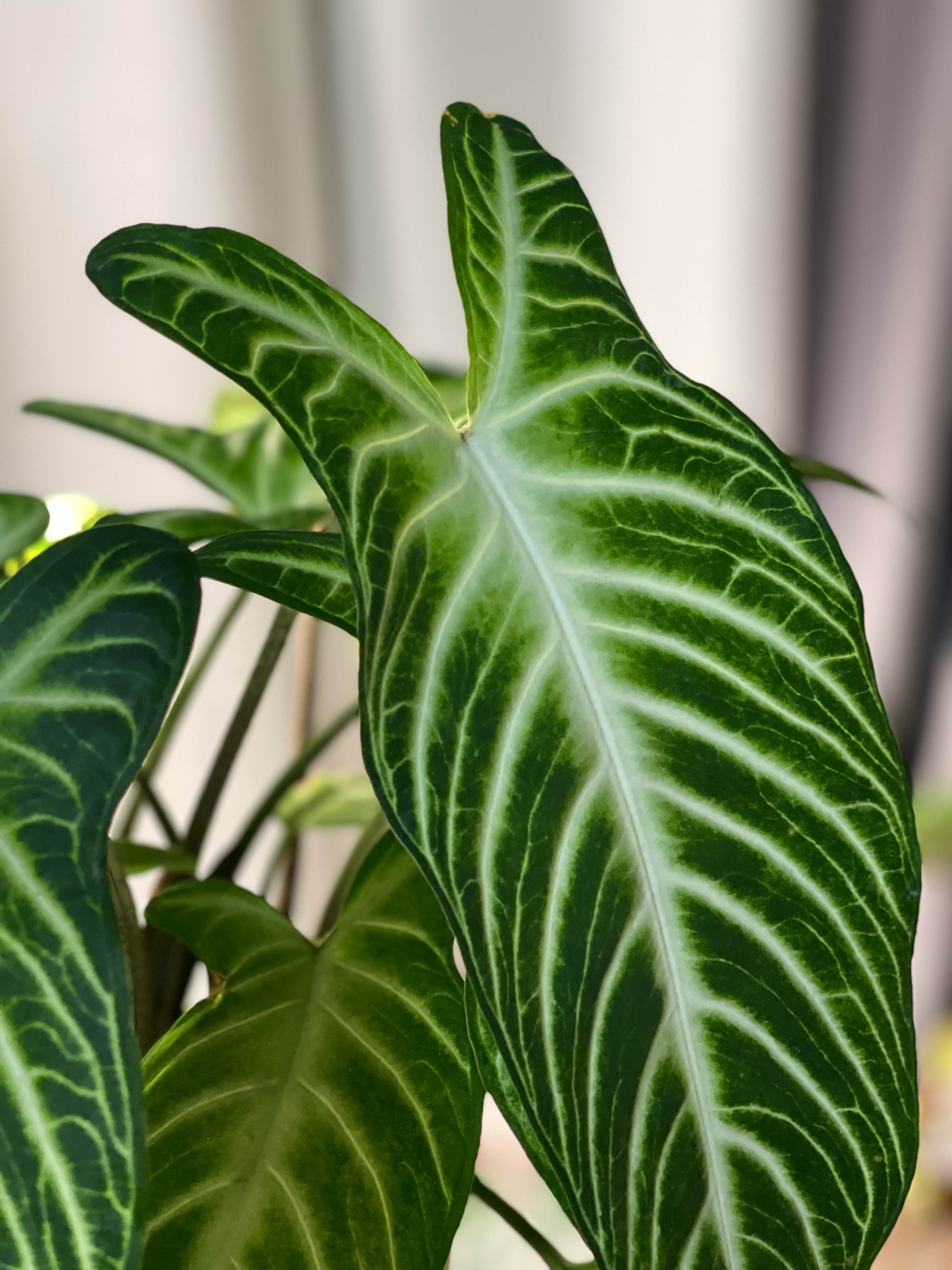 室内绿植【乳脉千年芋】Caladium lindenii_3