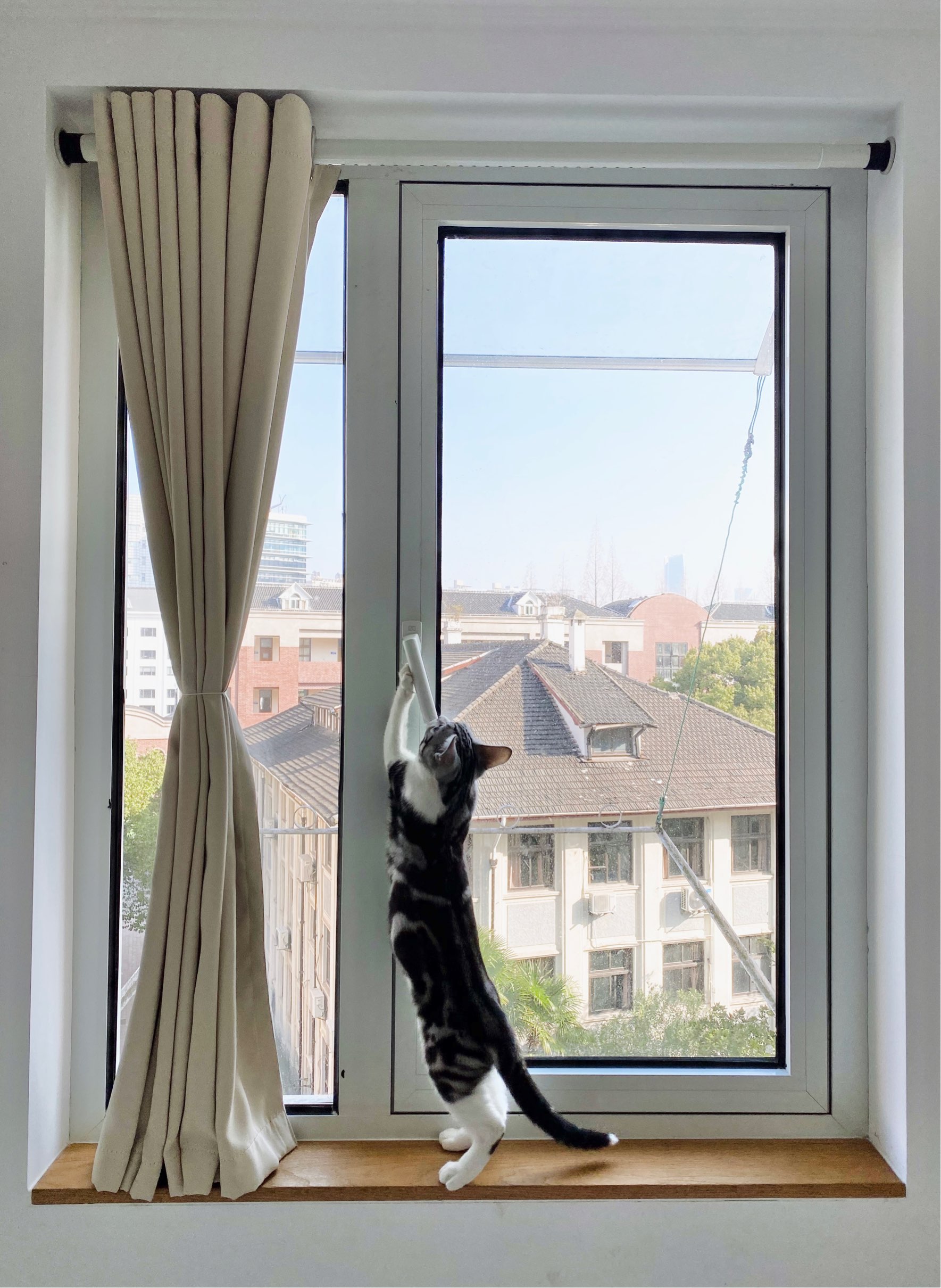 shanghai-changning-cat-lover-long-short-term-short-term