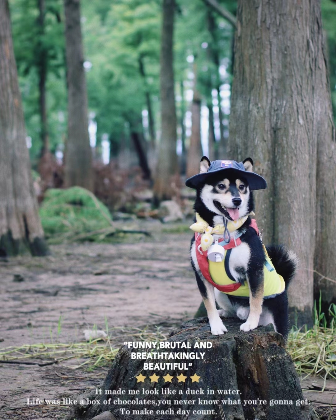 是你的小奶狗🐶 _2