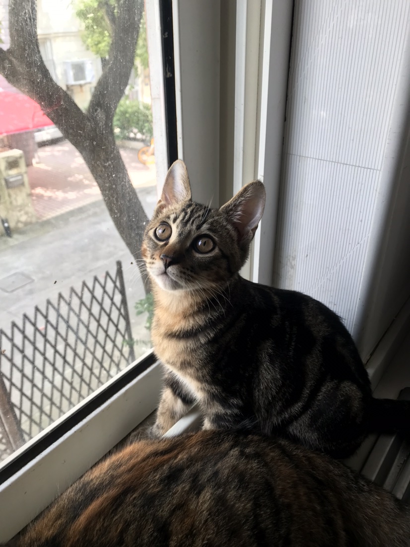 Kitten for Free Adoption_3