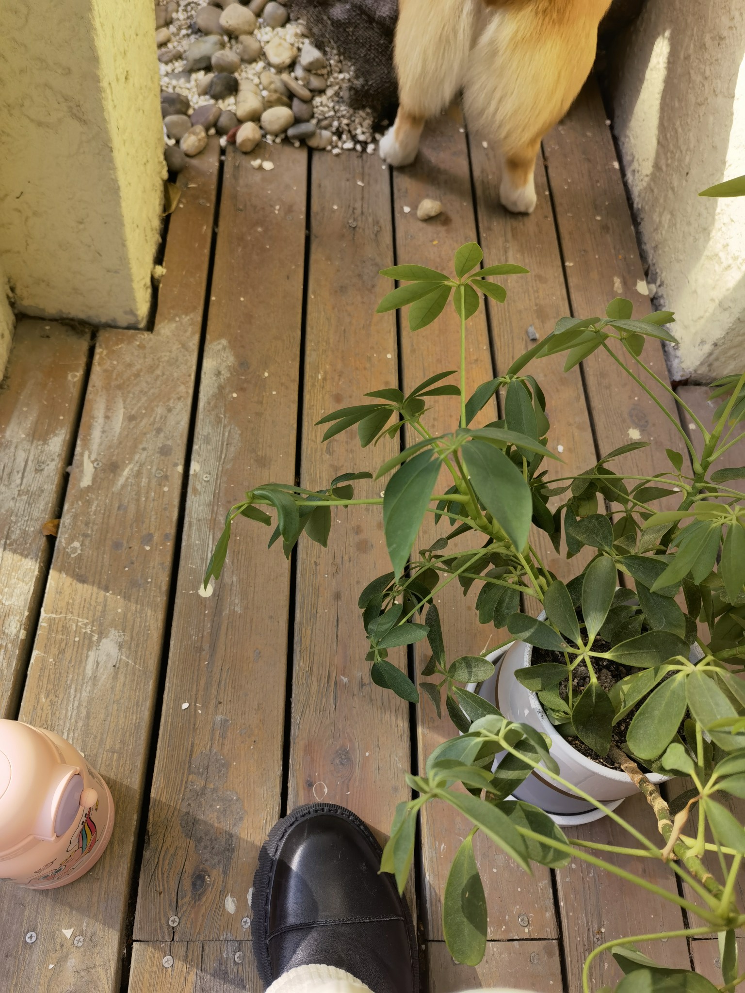 院子里，陪狗子晒太阳☀️_2