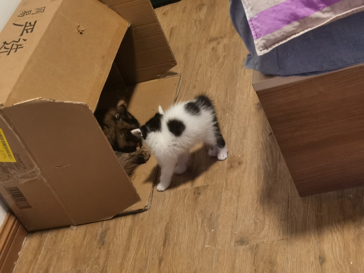 有喜欢猫的室友吗～情侣就更棒了 完美室_2